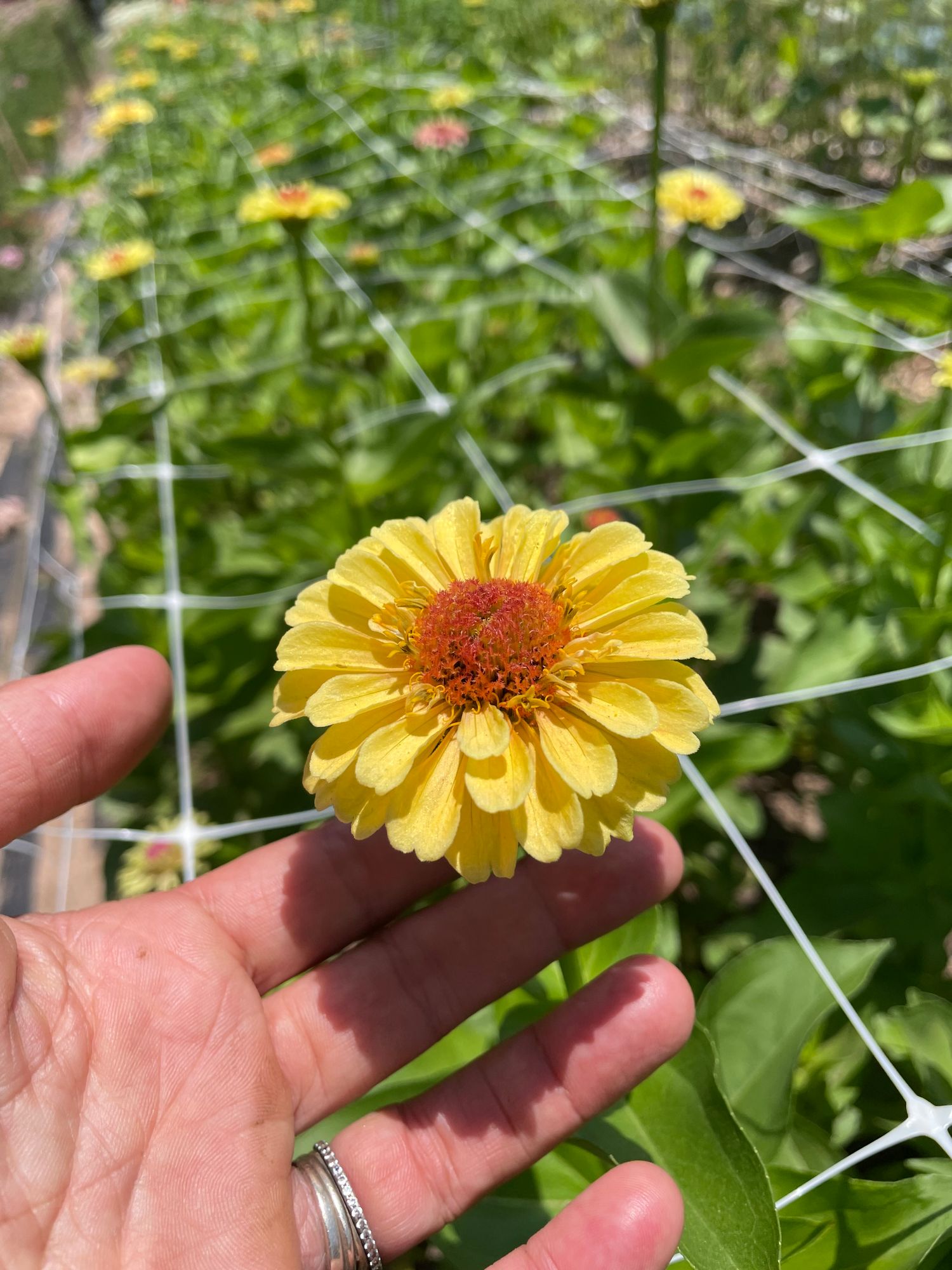 ZINNIA elegans Queeny Series
