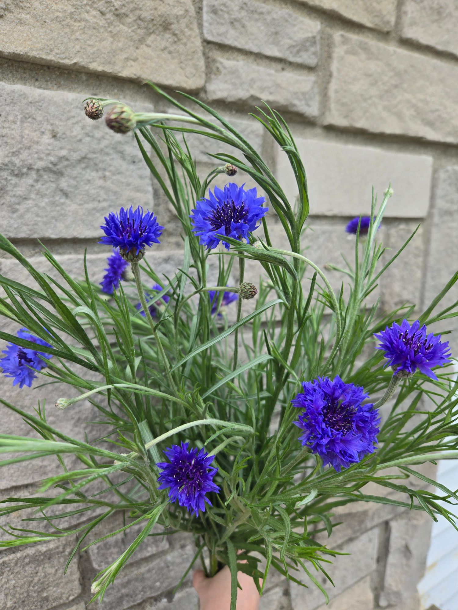 CENTAUREA cyanus Blue Boy