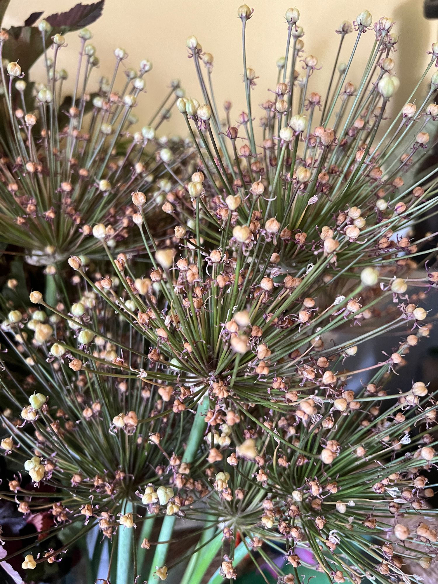 ALLIUM