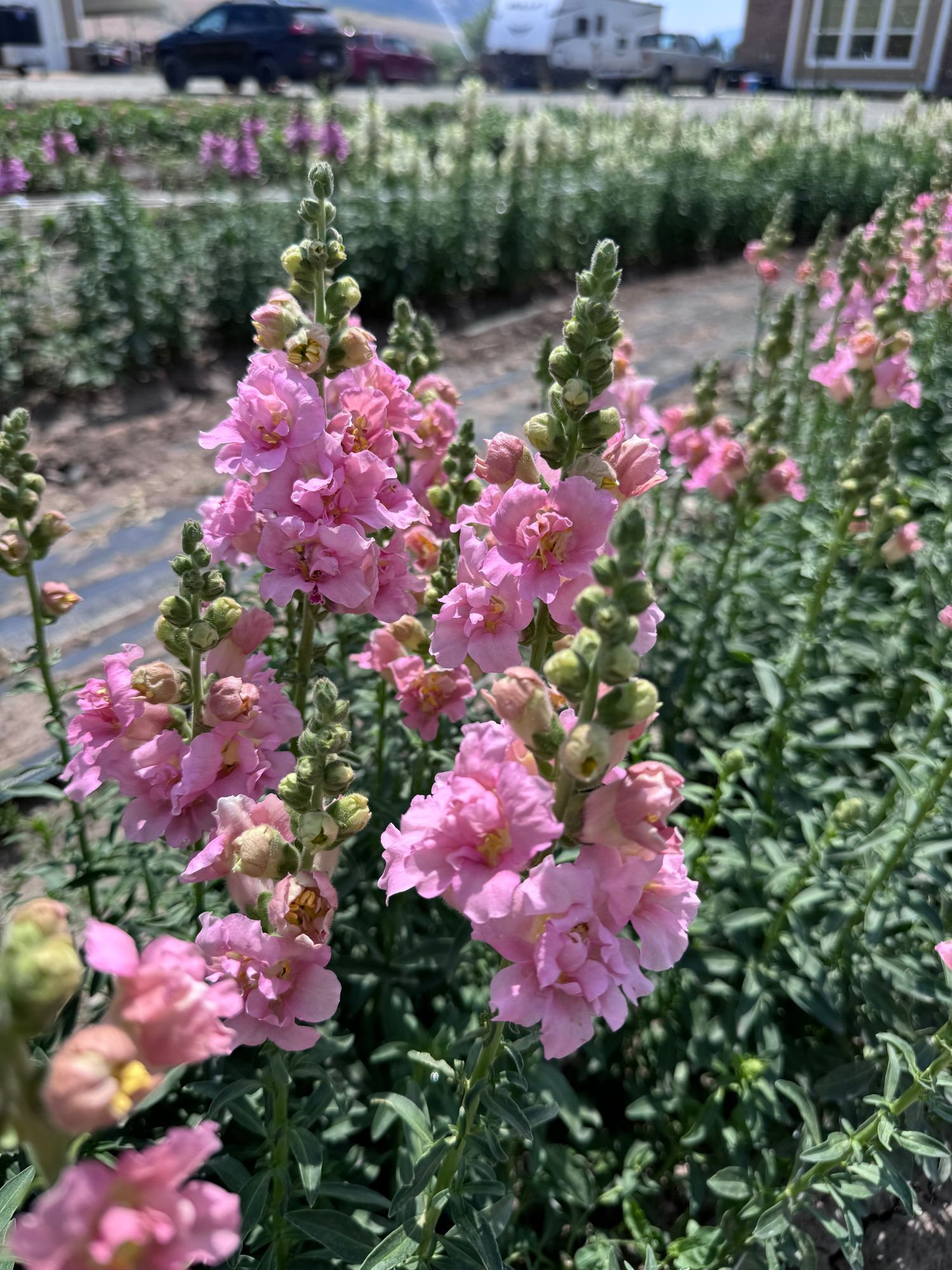 ANTIRRHINUM majus Madame Butterfly