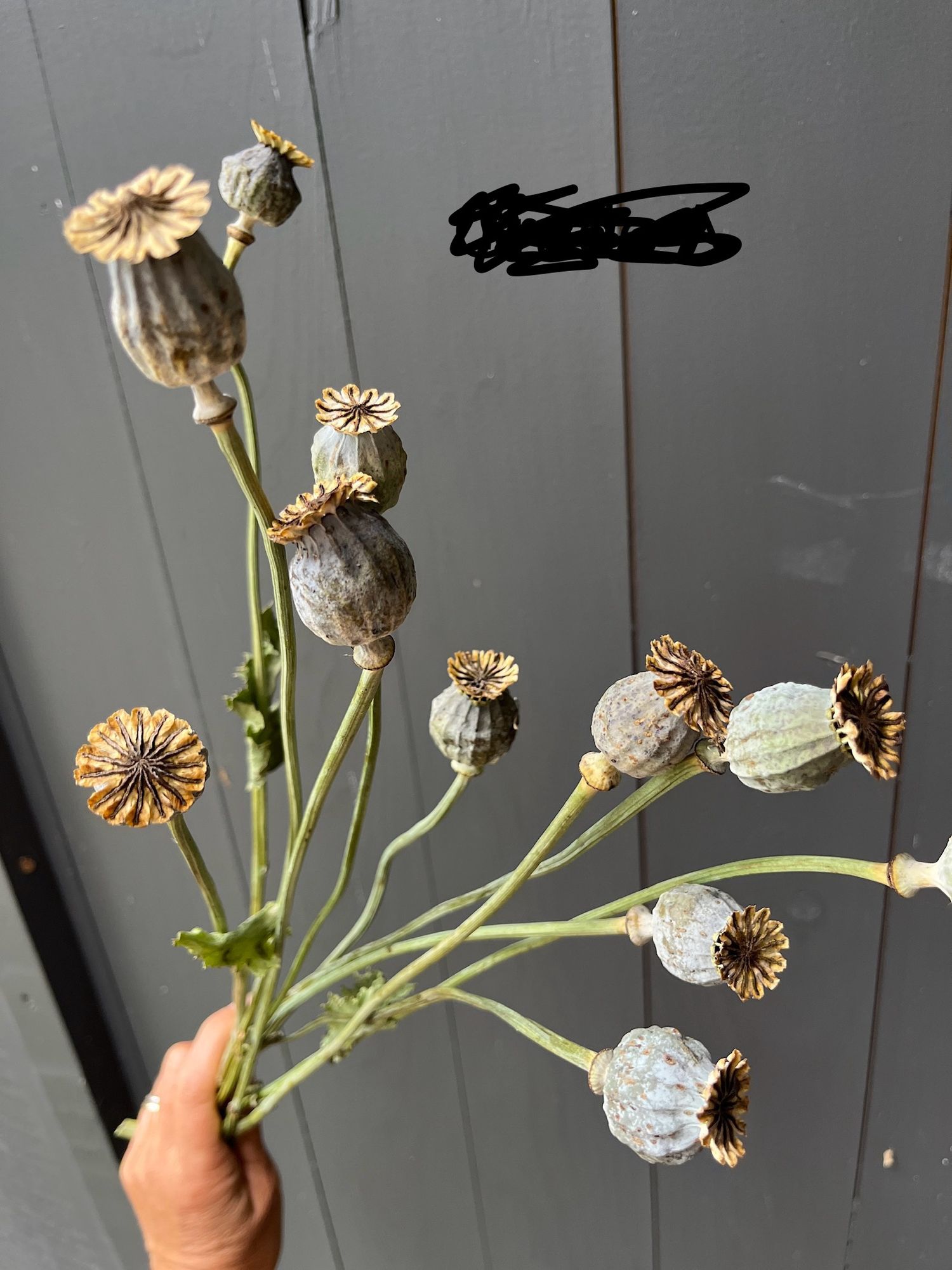 PAPAVER somniferum Lilac Pompom