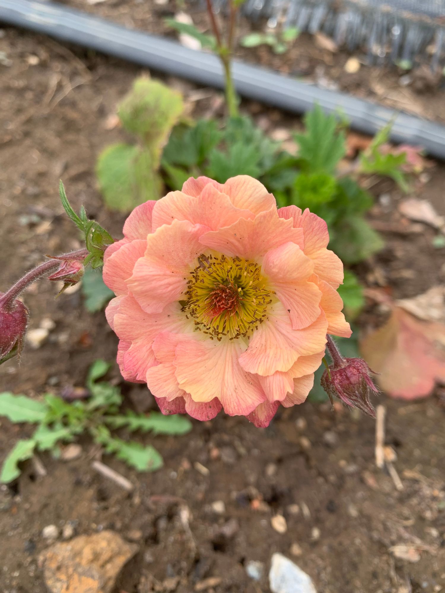 GEUM x Cocktails Mai Tai