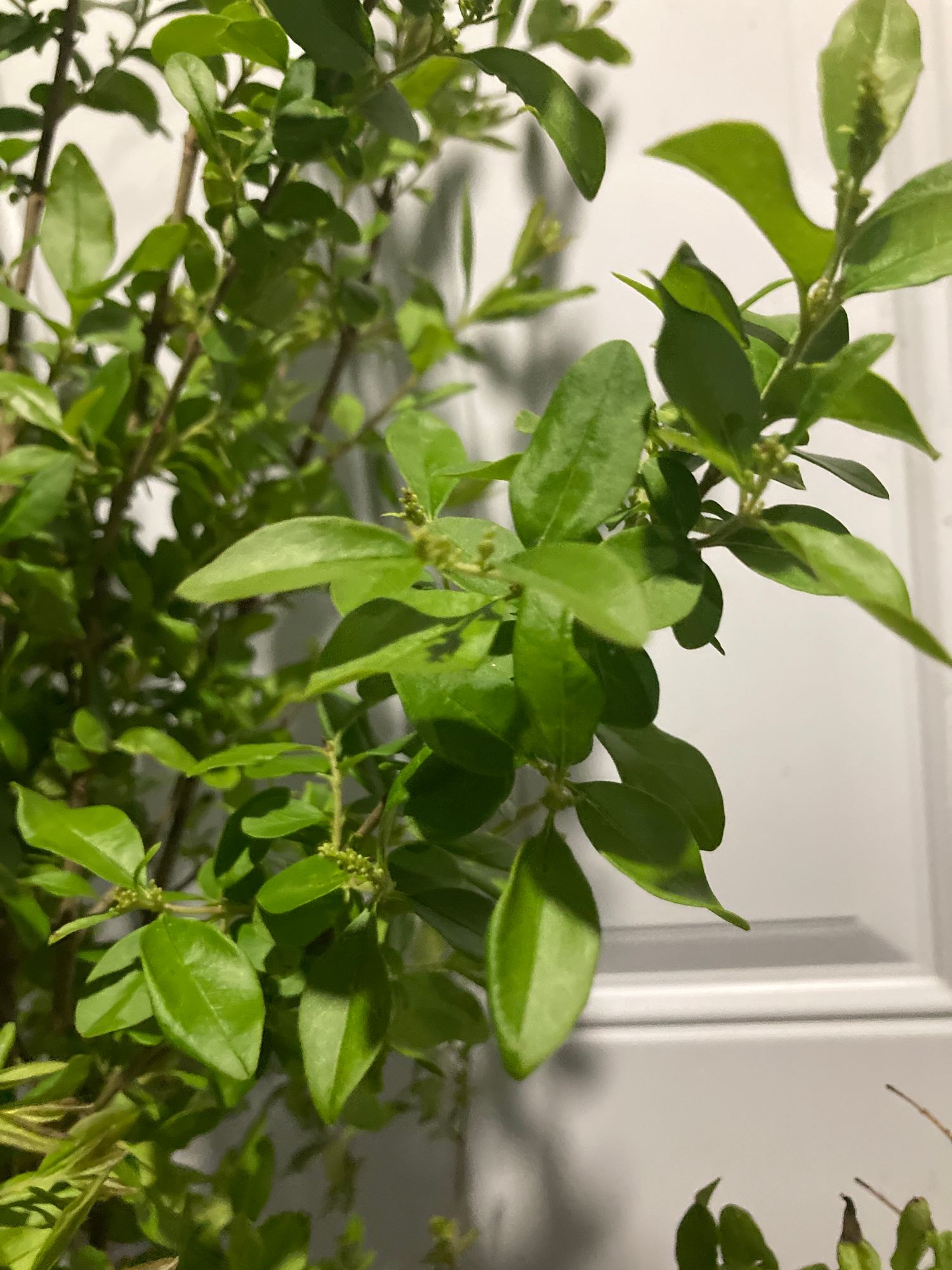 LIGUSTRUM