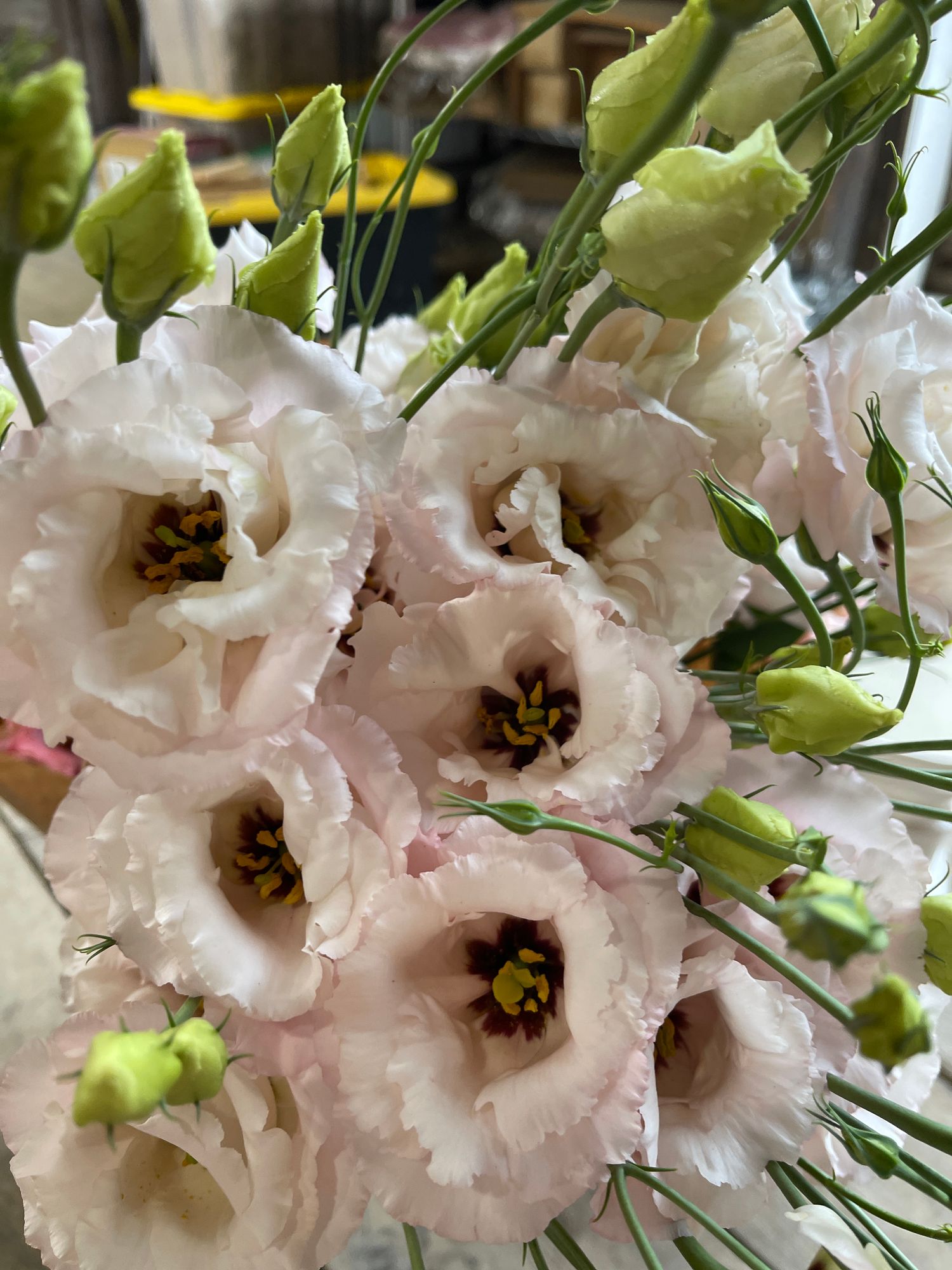 EUSTOMA grandiflorum Corelli Light Pink