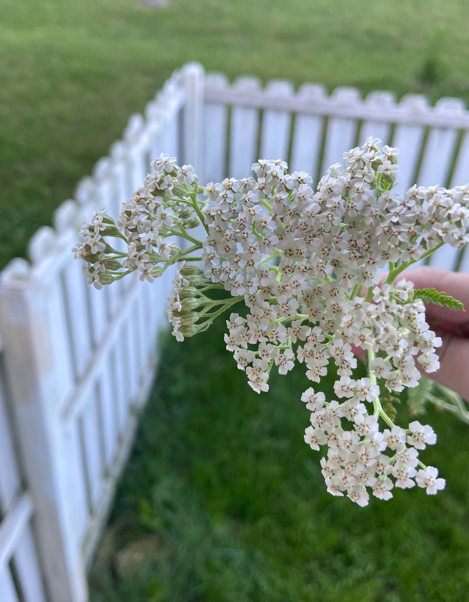 ACHILLEA millefolium