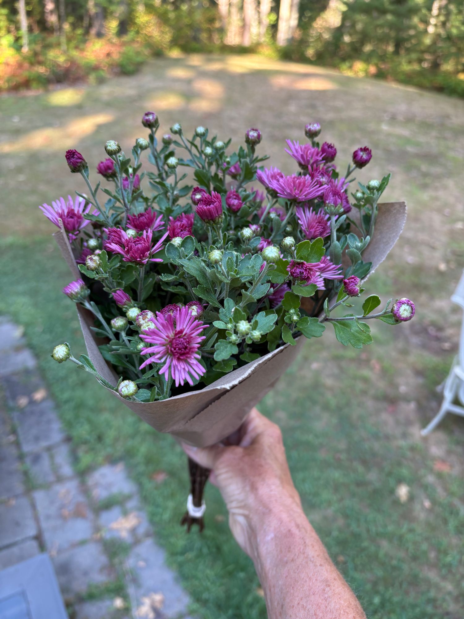 CHRYSANTHEMUM x Igloo Fireworks