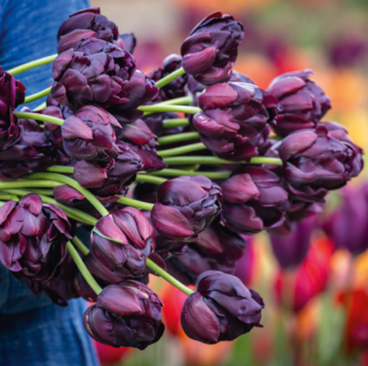 TULIPA Black Hero