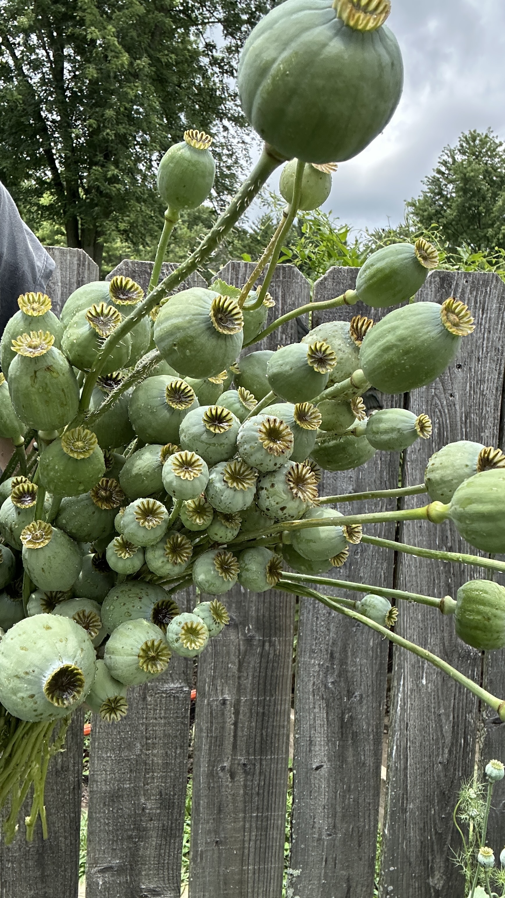 PAPAVER