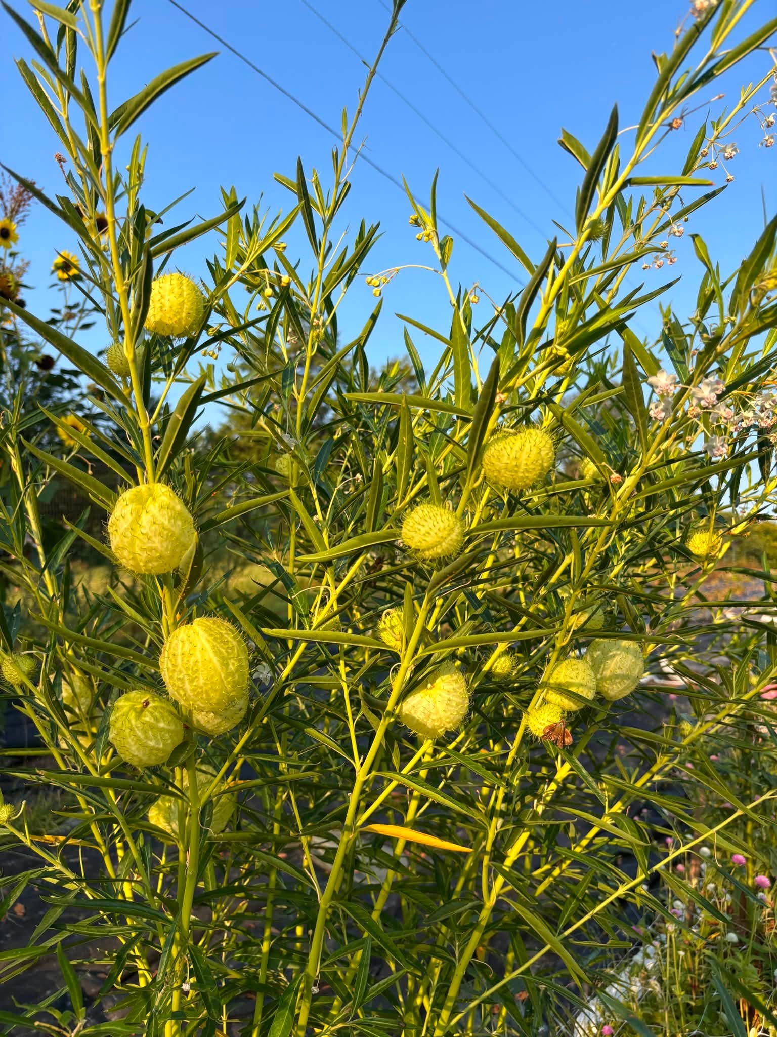GOMPHOCARPUS physocarpus