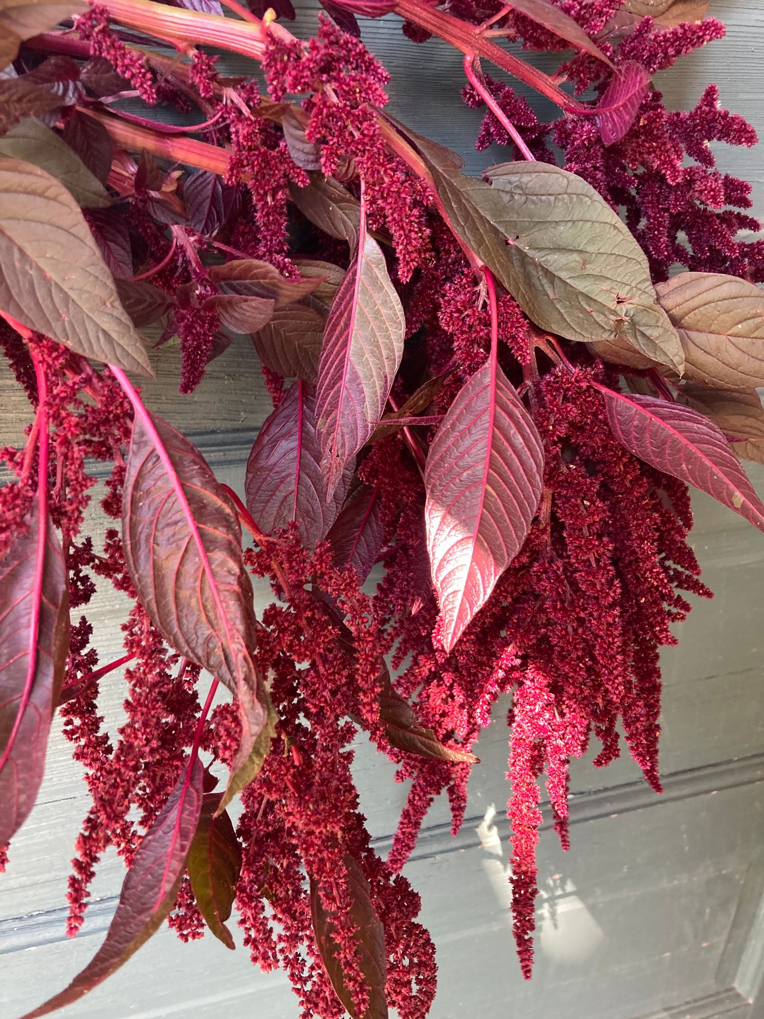 AMARANTHUS