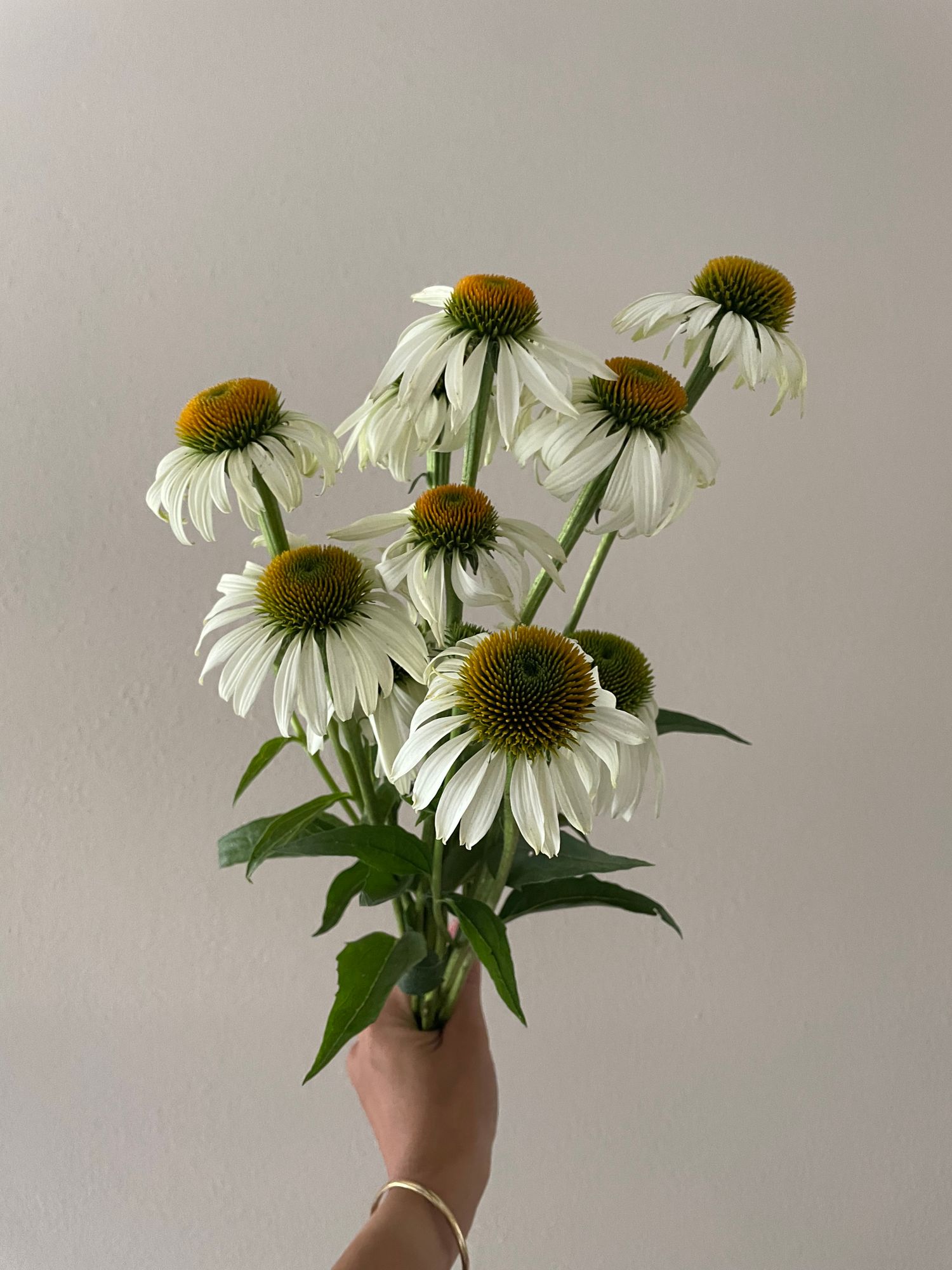 ECHINACEA purpurea White Swan