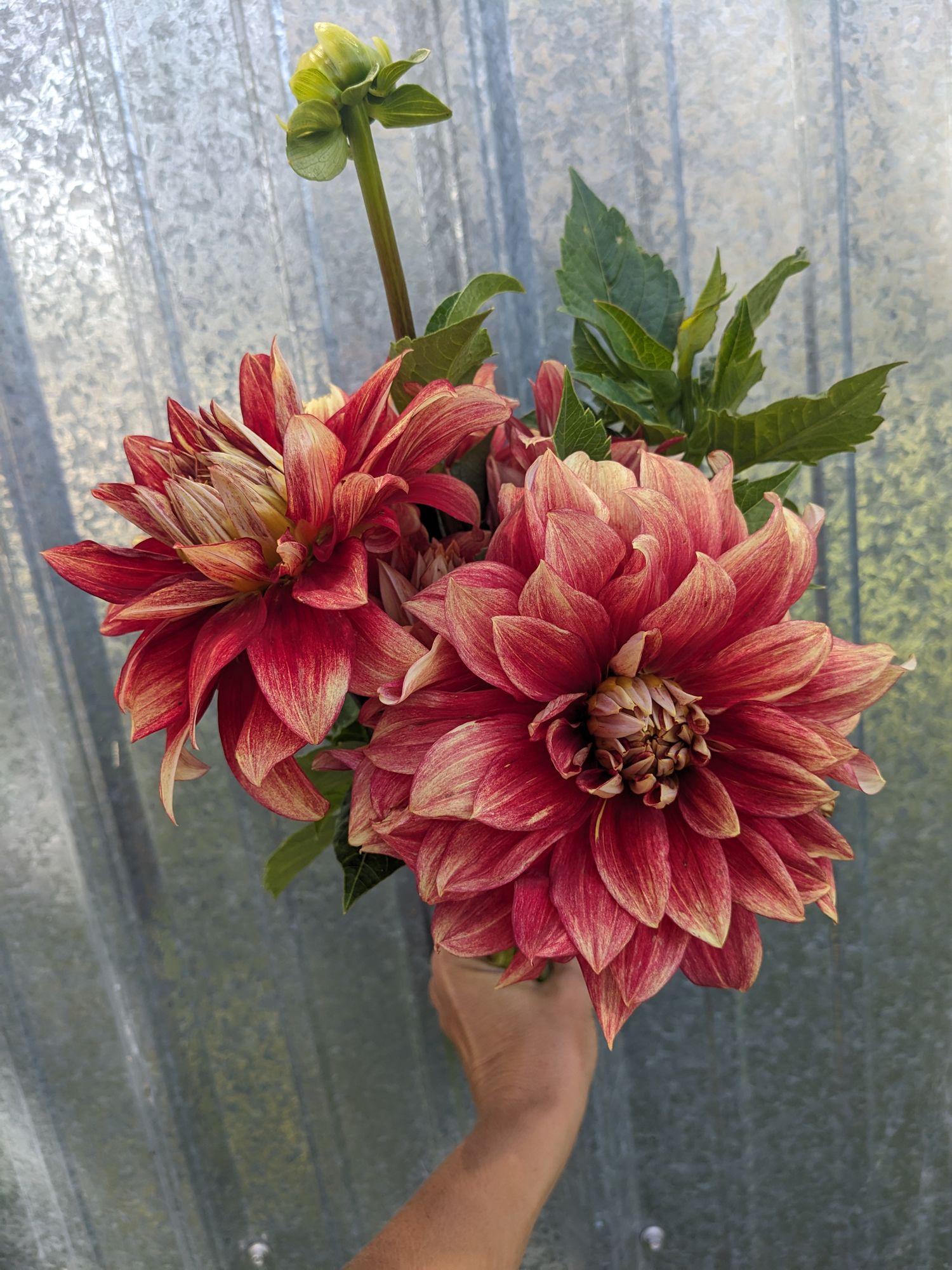 DAHLIA Dinner Plate