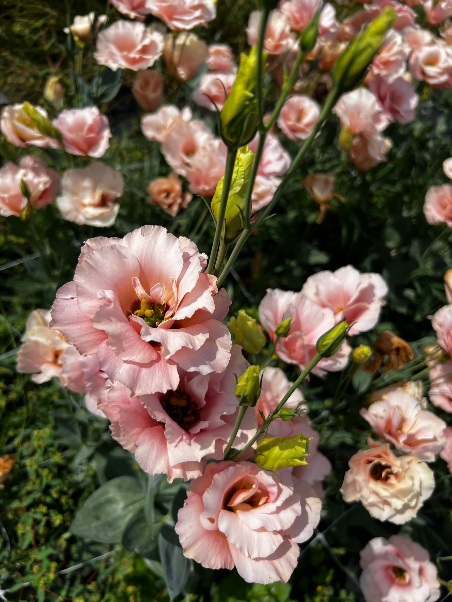 EUSTOMA grandiflorum