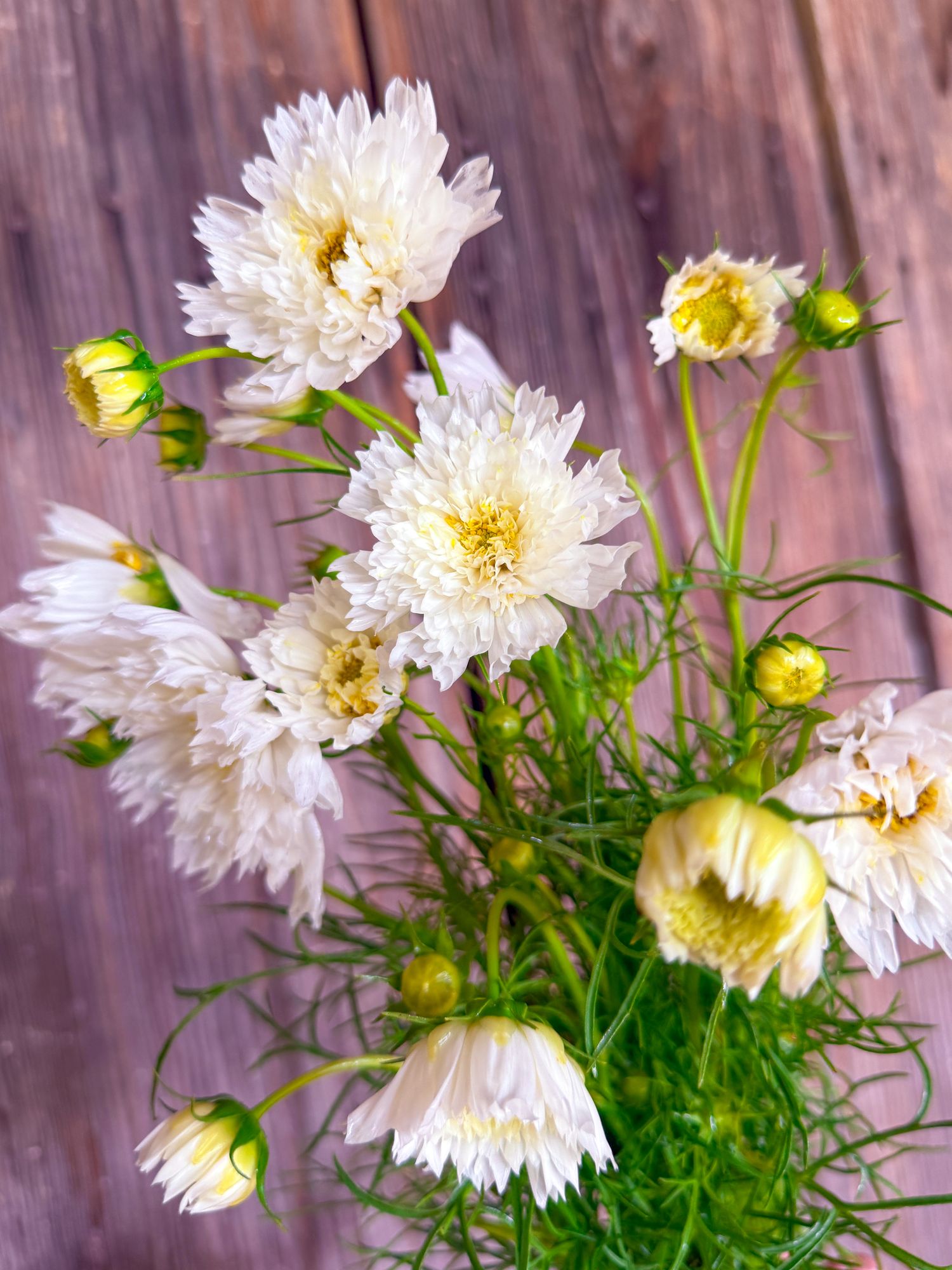 COSMOS bipinnatus Double Click Snow Puff
