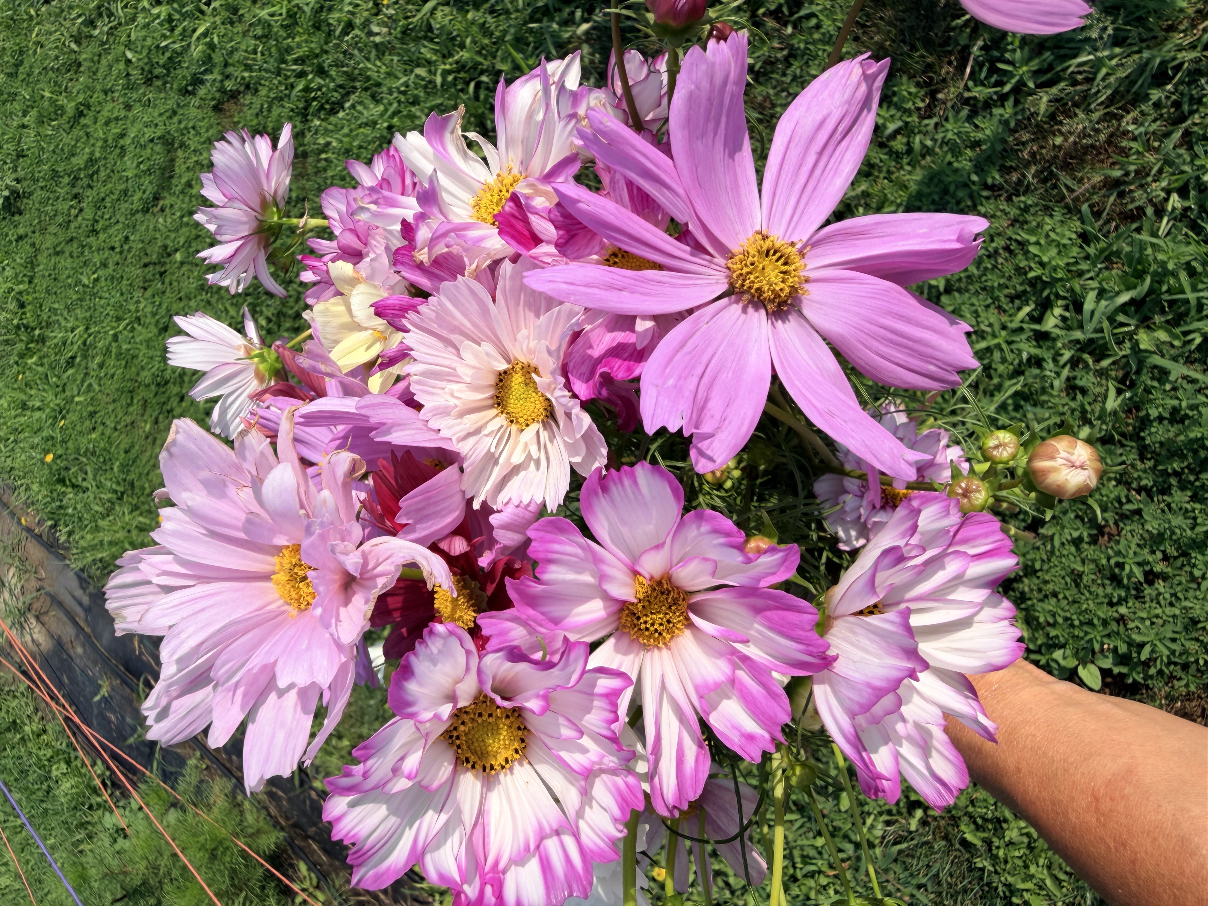 COSMOS