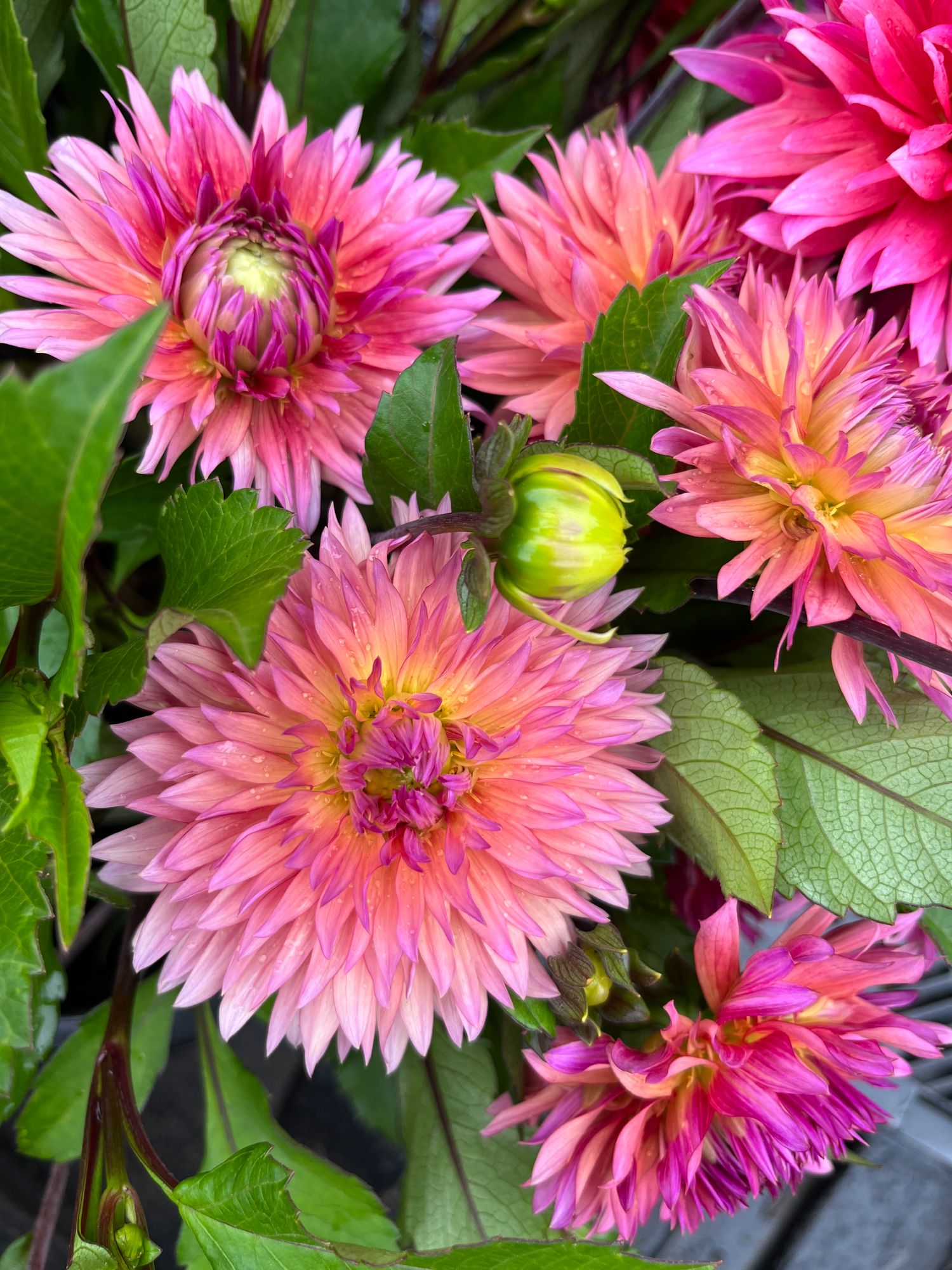 DAHLIA Decorative