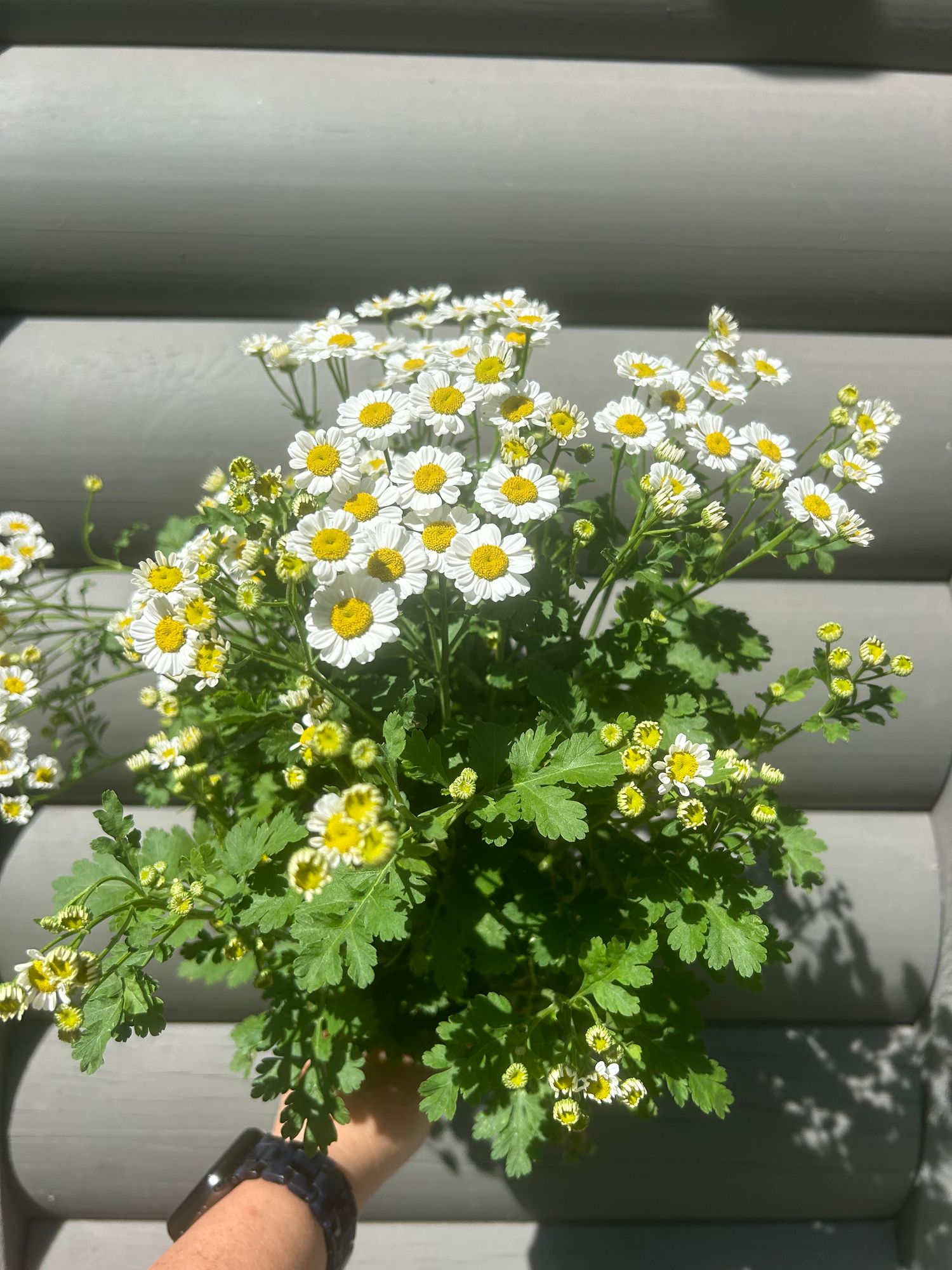 TANACETUM parthenium
