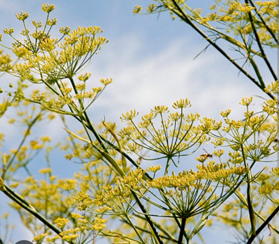 FERULA communis