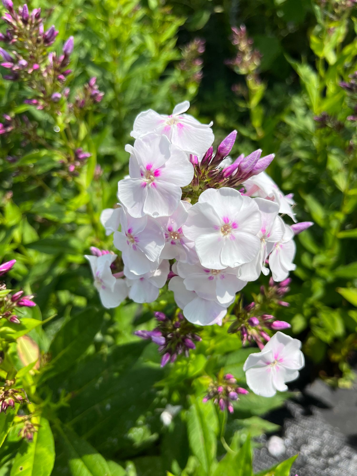 PHLOX paniculata