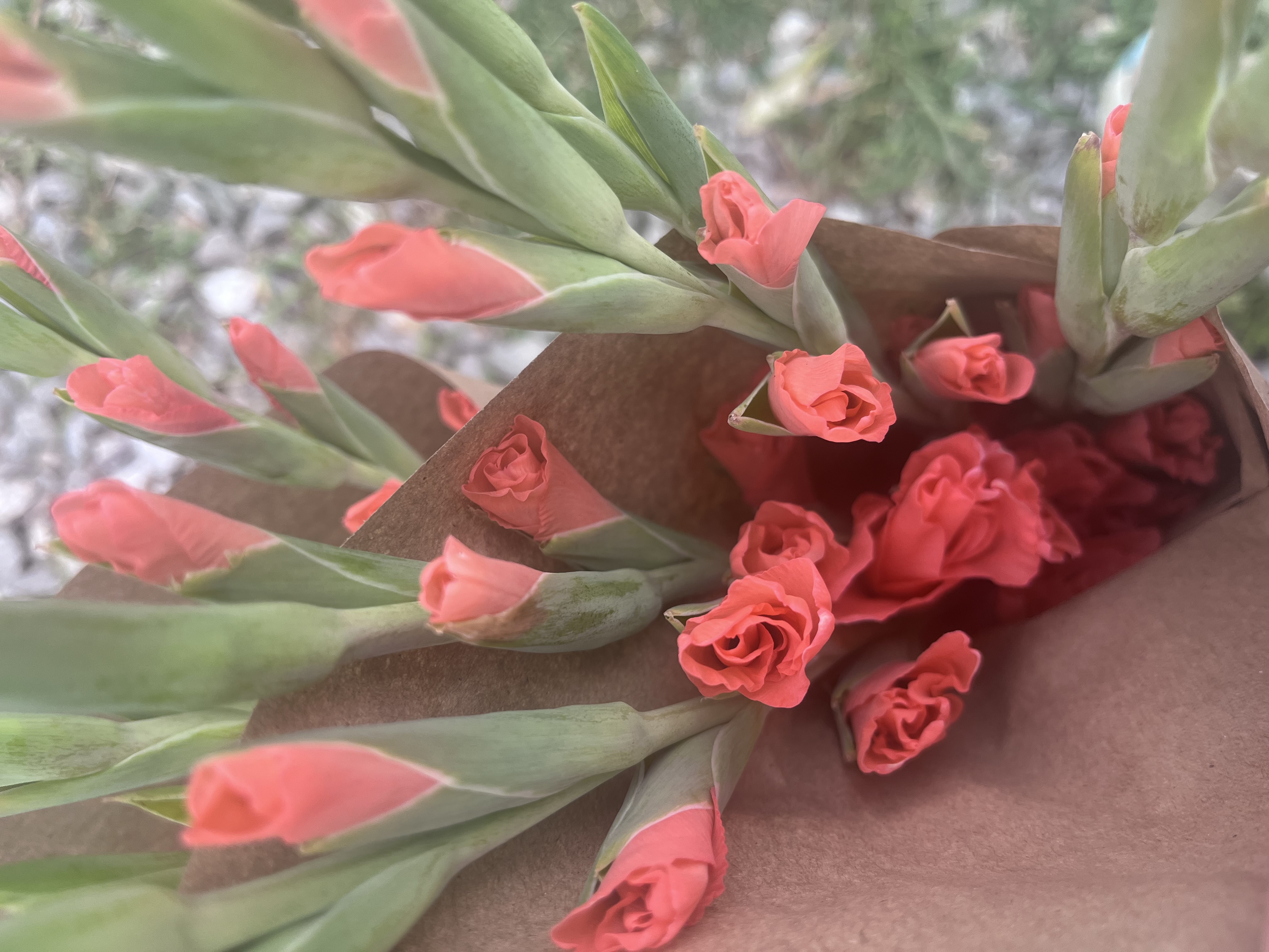 GLADIOLUS