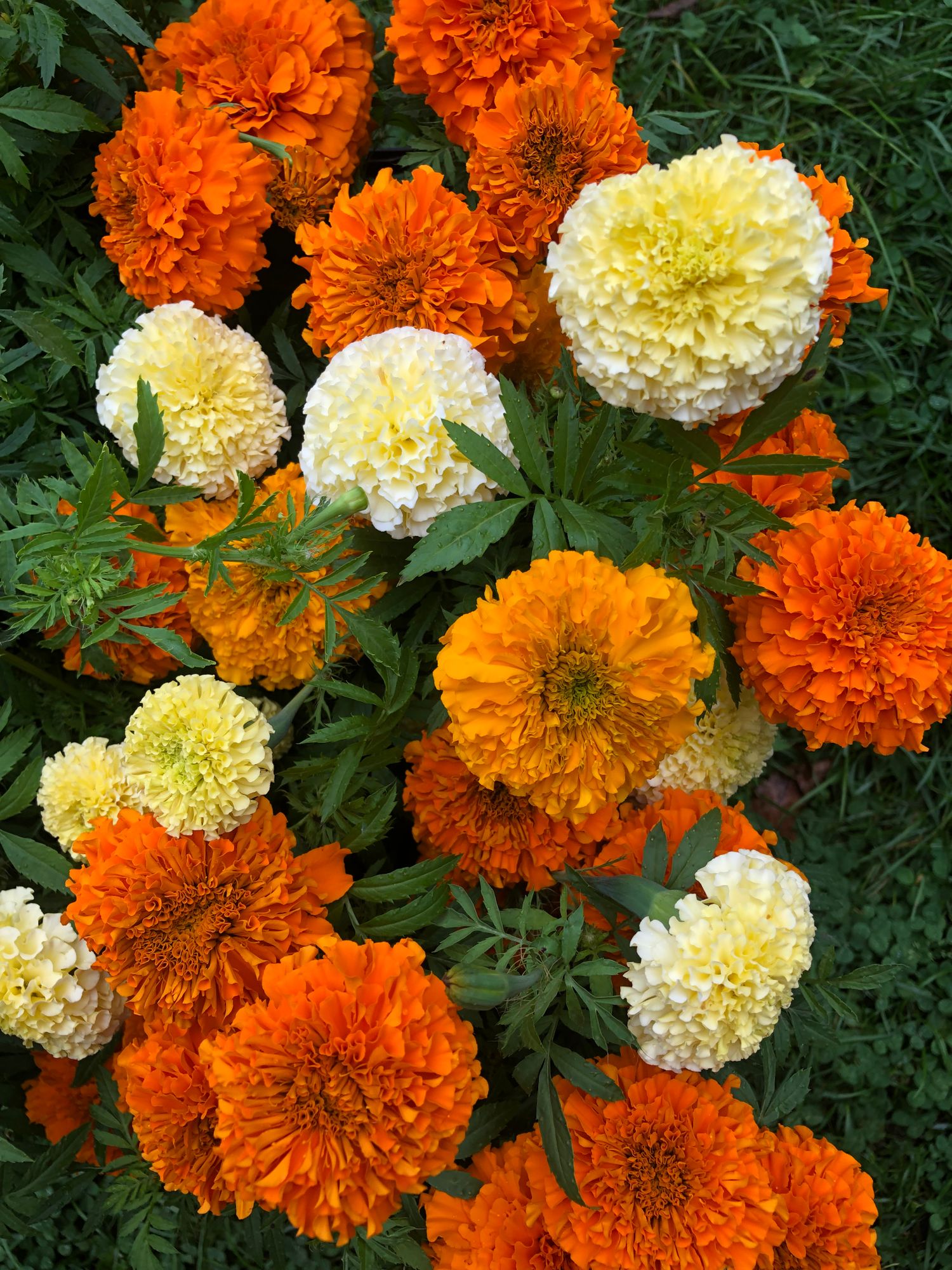 TAGETES erecta