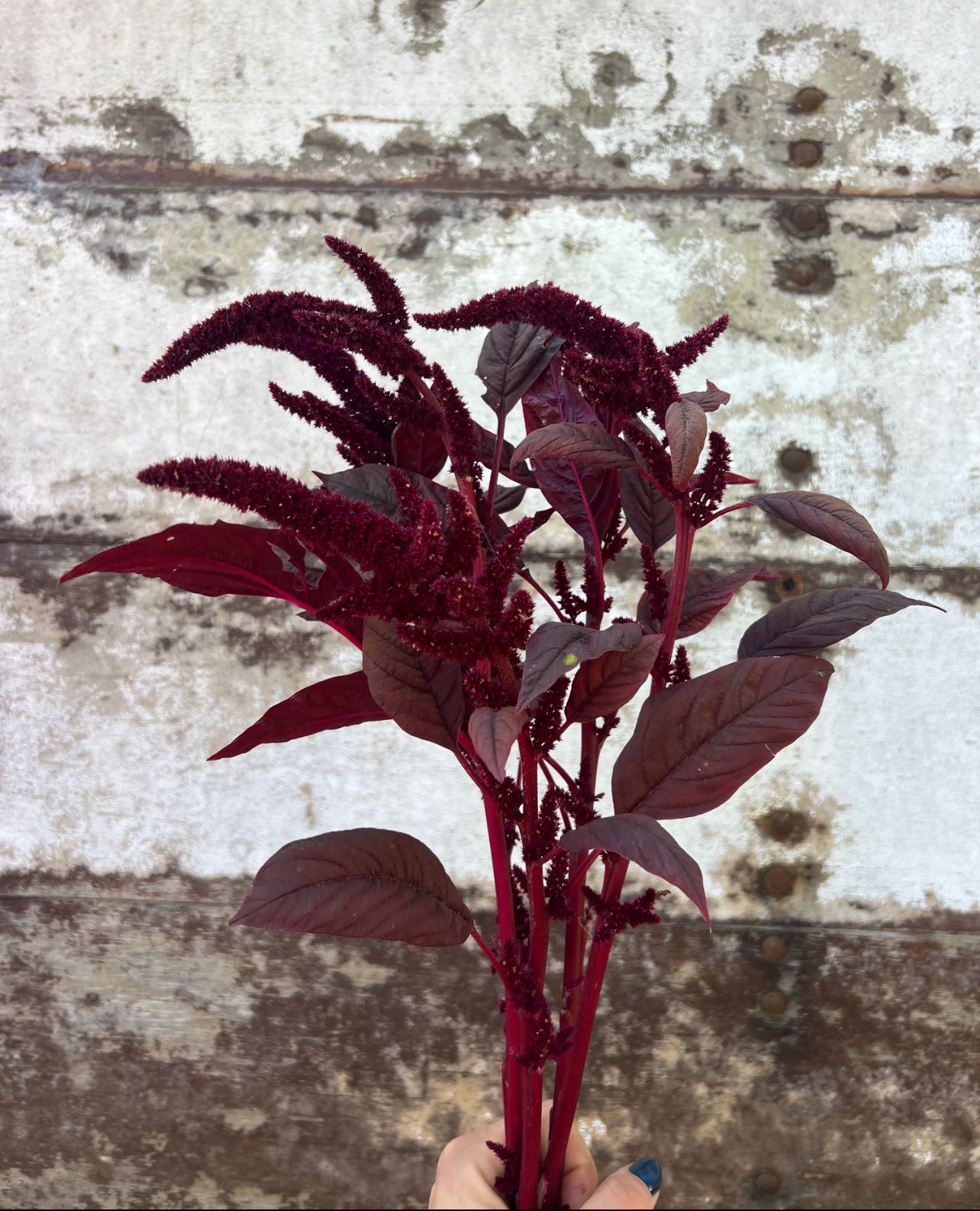 AMARANTHUS
