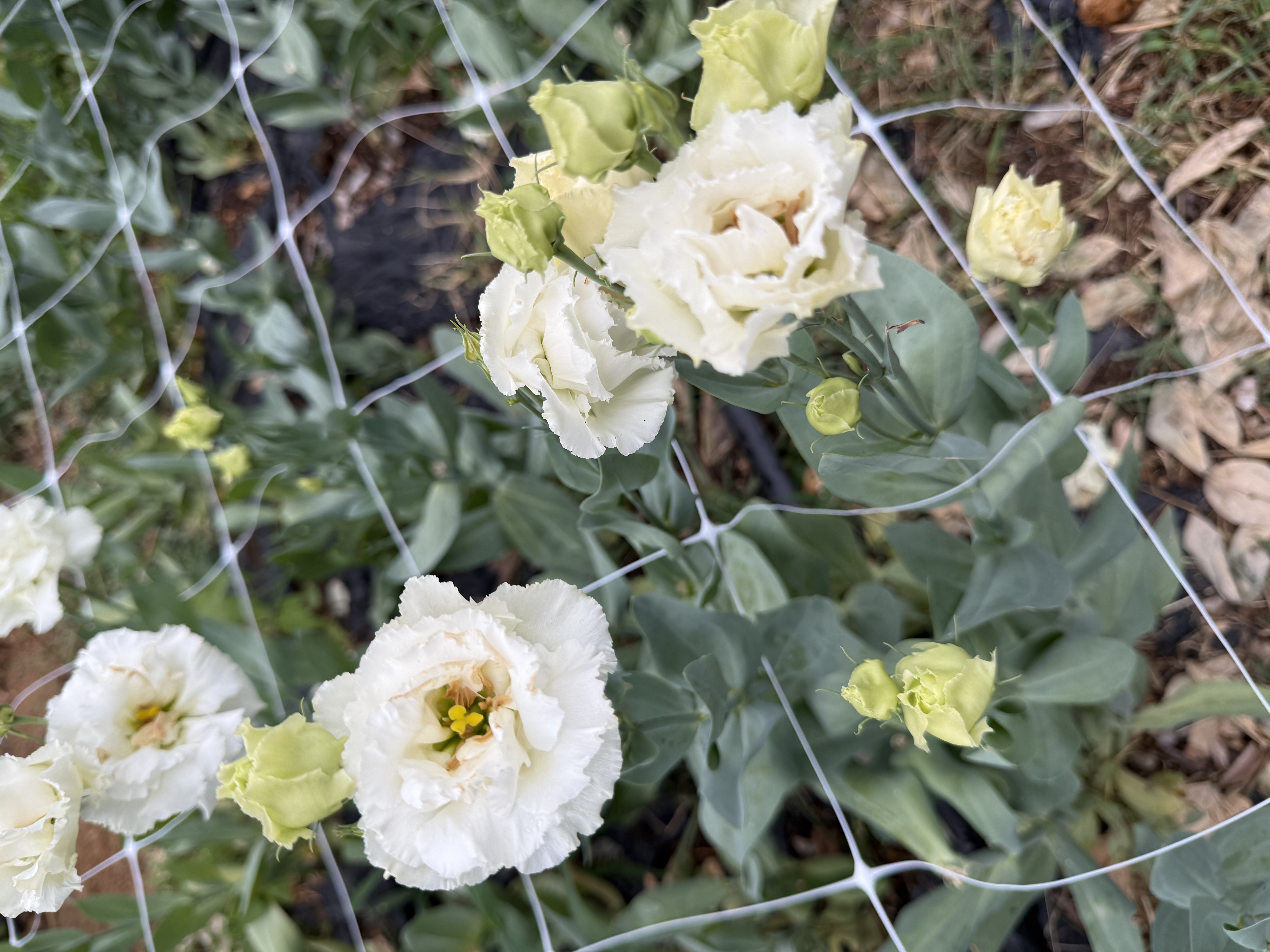 EUSTOMA grandiflorum