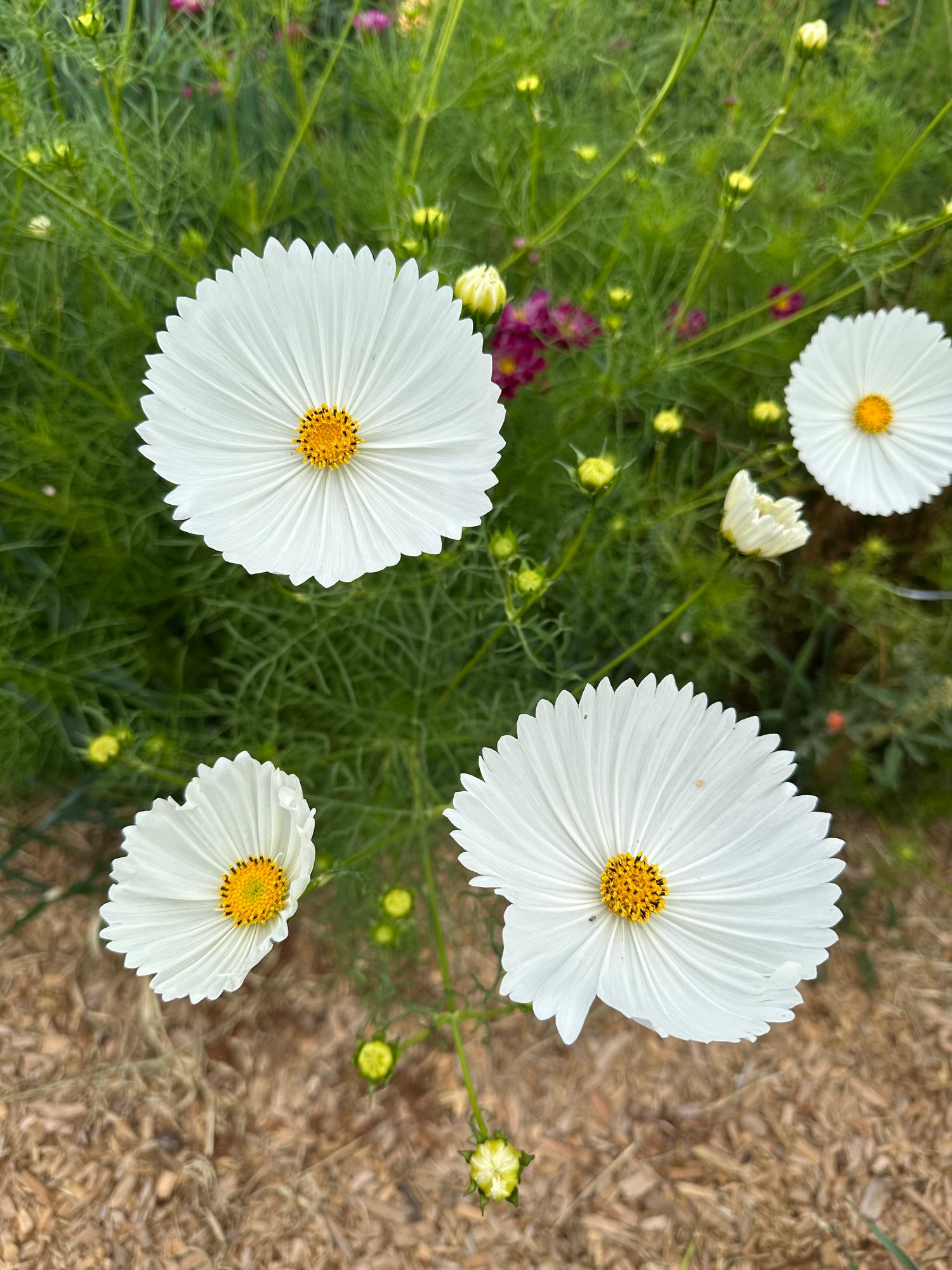COSMOS bipinnatus Cupcakes