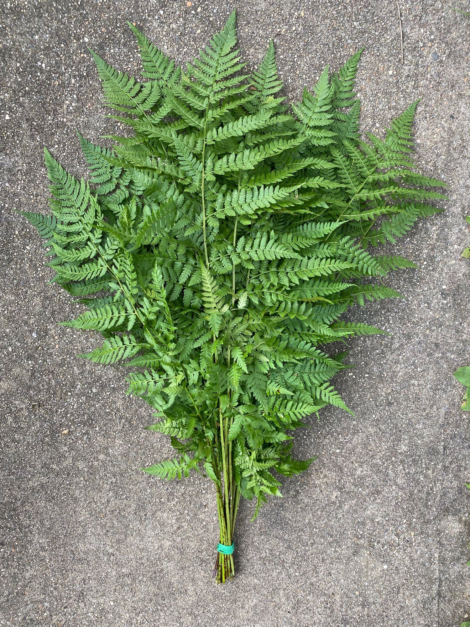 DRYOPTERIS marginalis