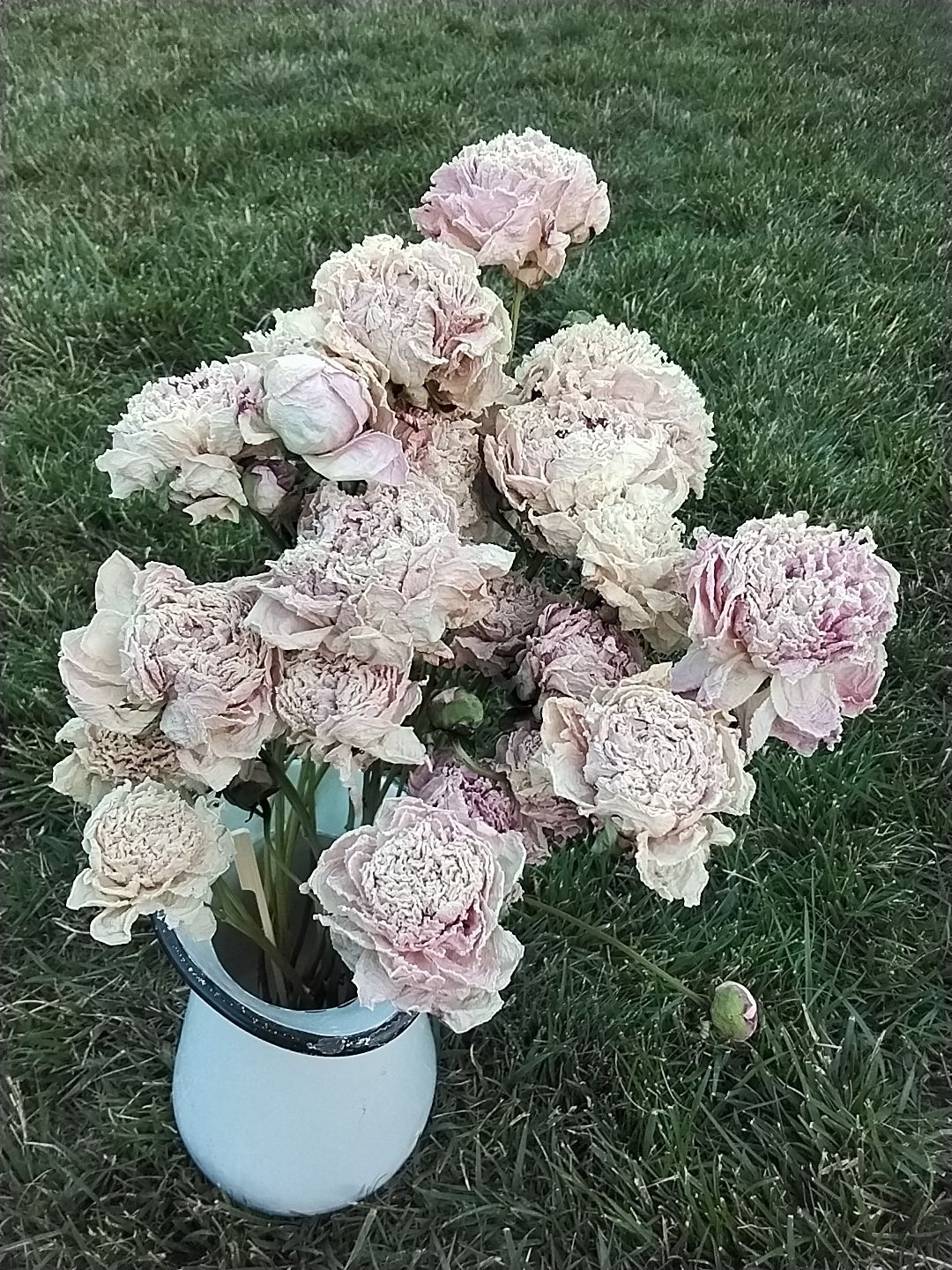 PAEONIA