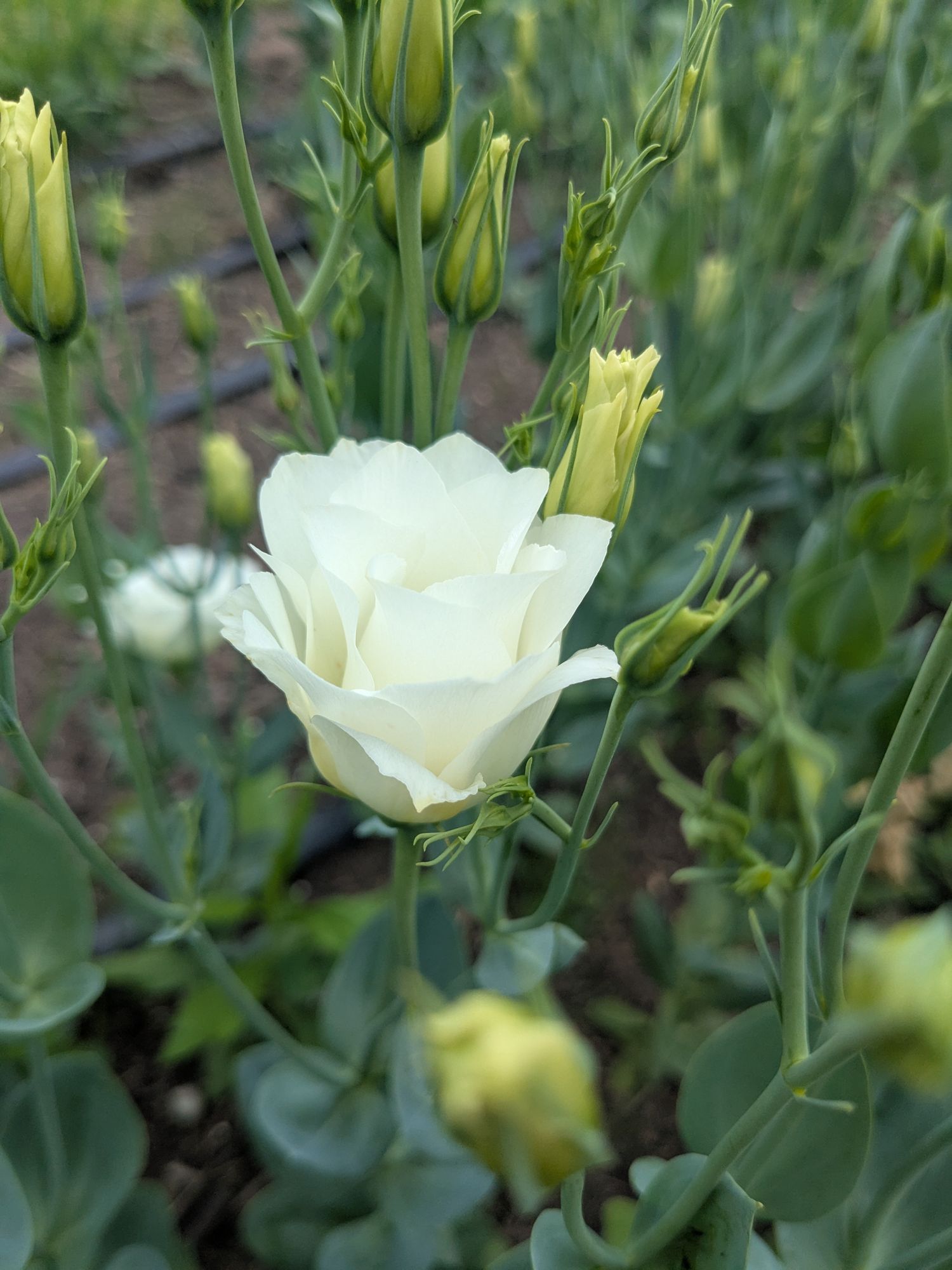 EUSTOMA grandiflorum Macheriena White