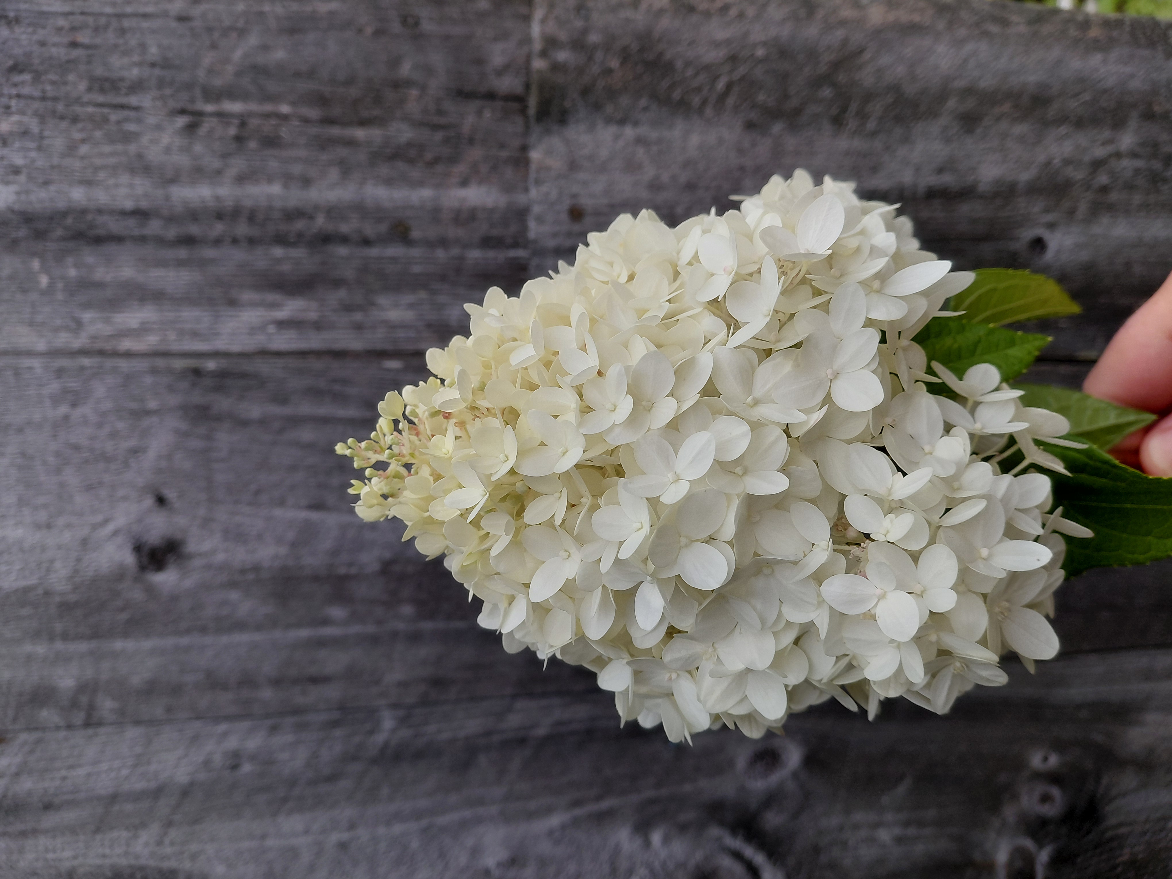 HYDRANGEA paniculata Pillow Talk