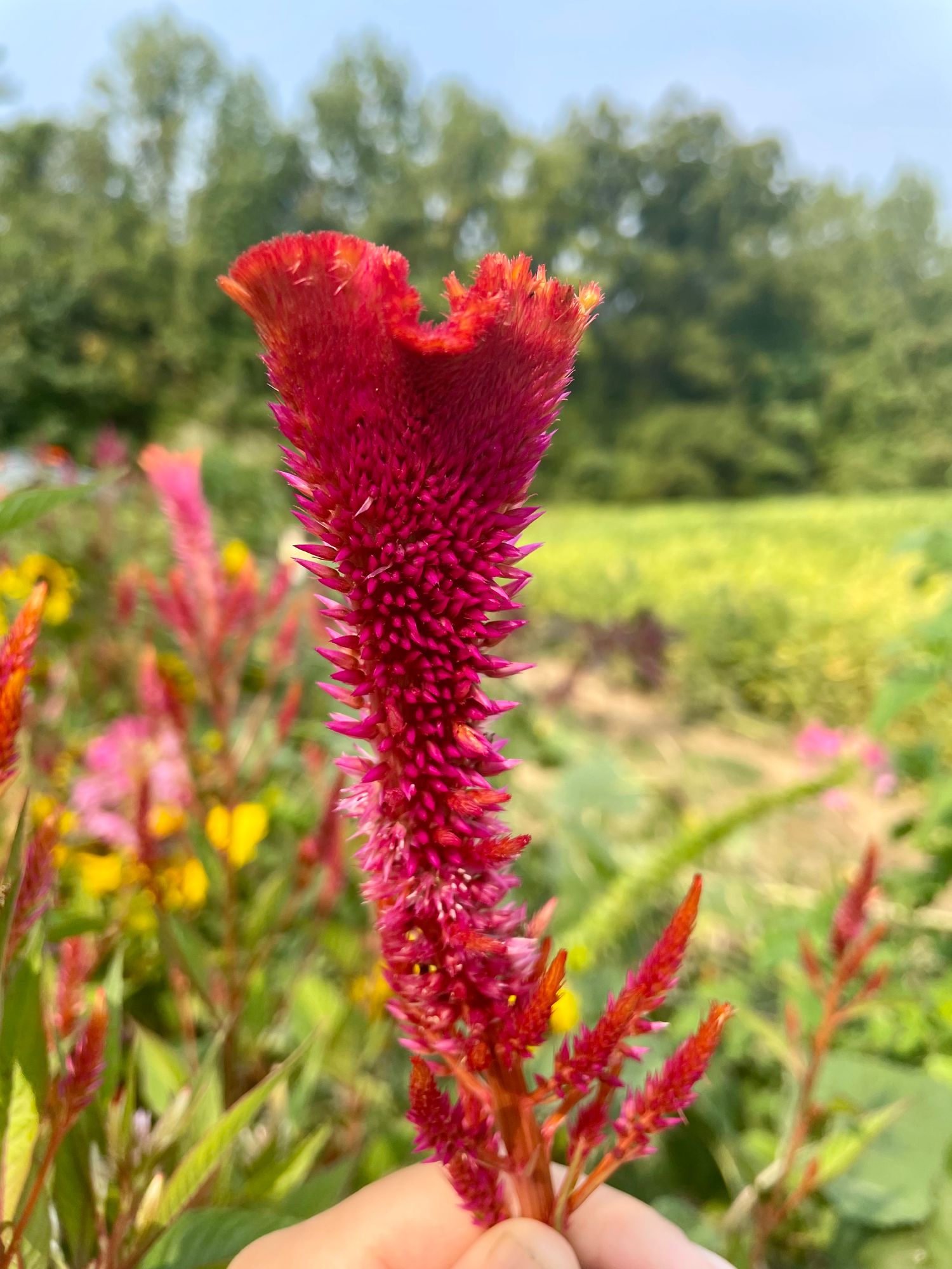 CELOSIA