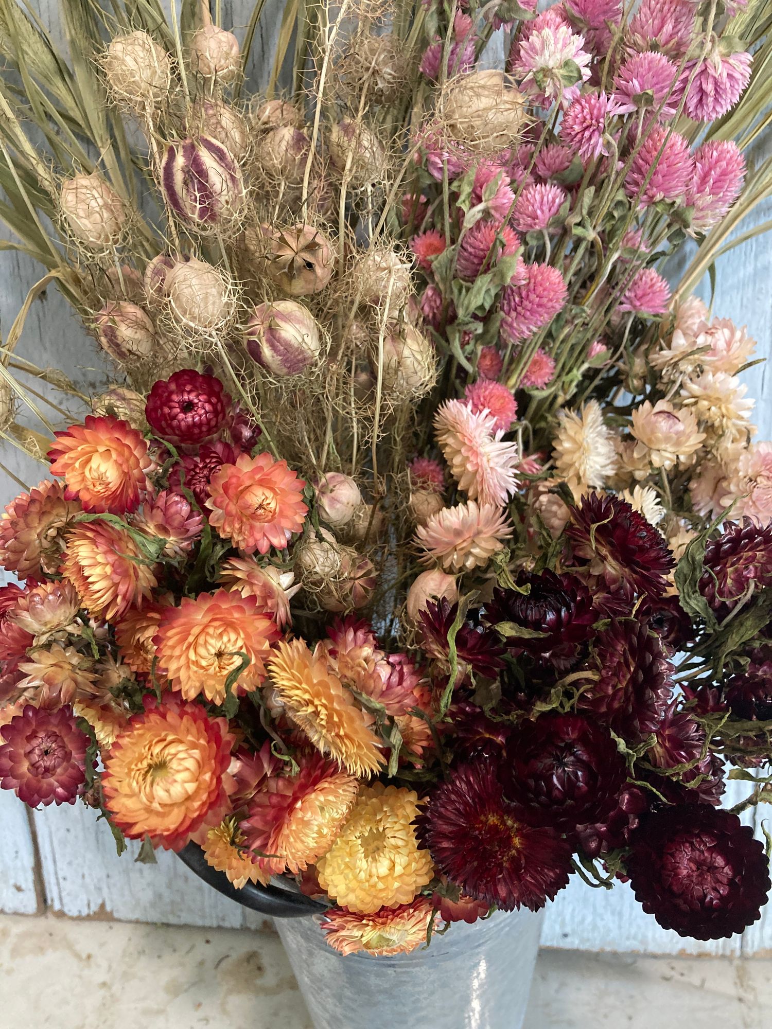 xerochrysum bracteatum