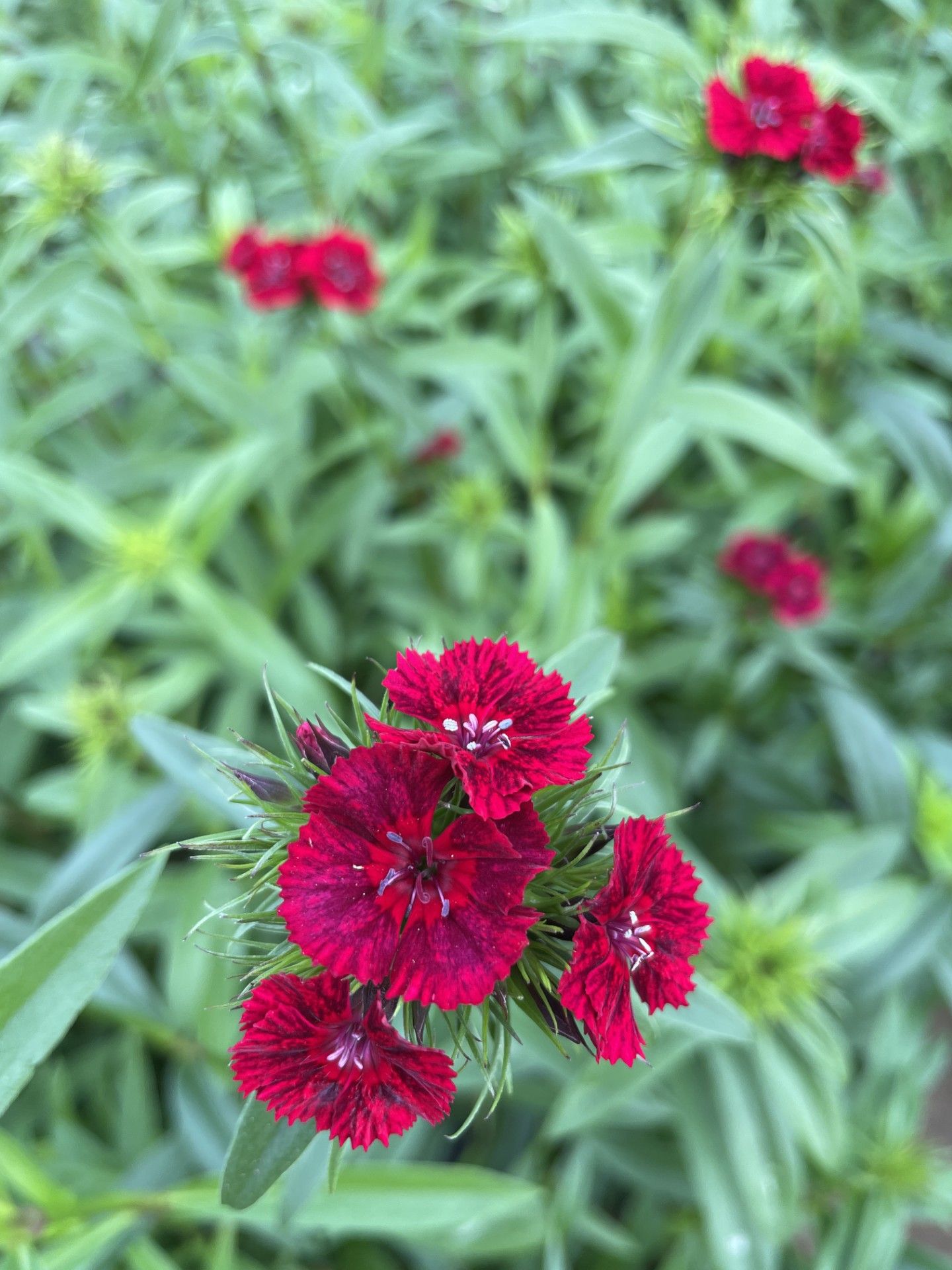 DIANTHUS barbatus Sweet Black Cherry