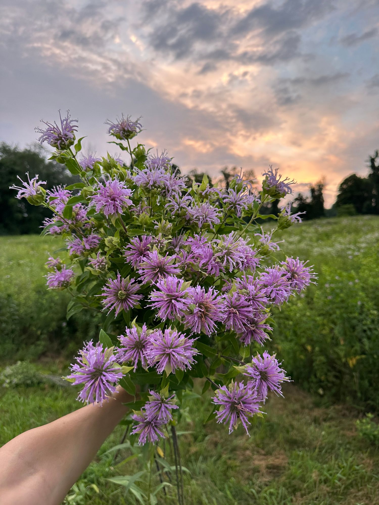 MONARDA didyma Jacob Cline