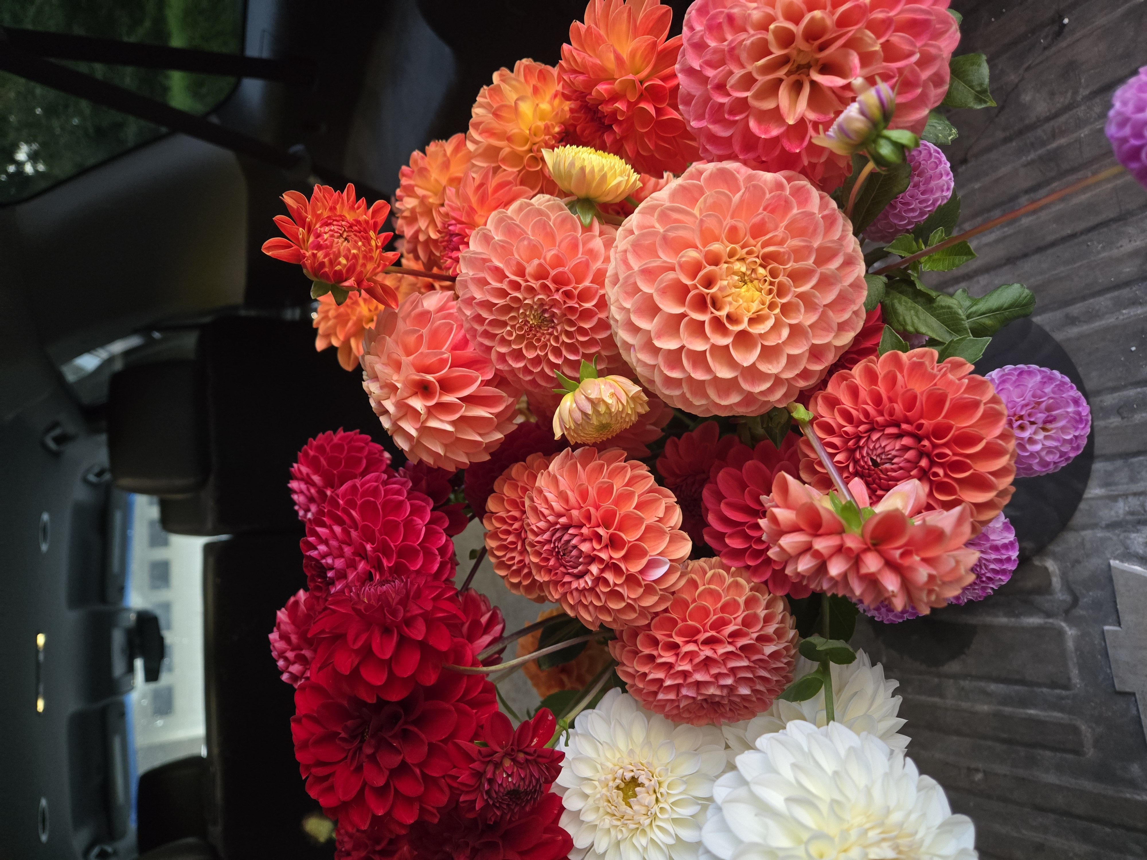 DAHLIA