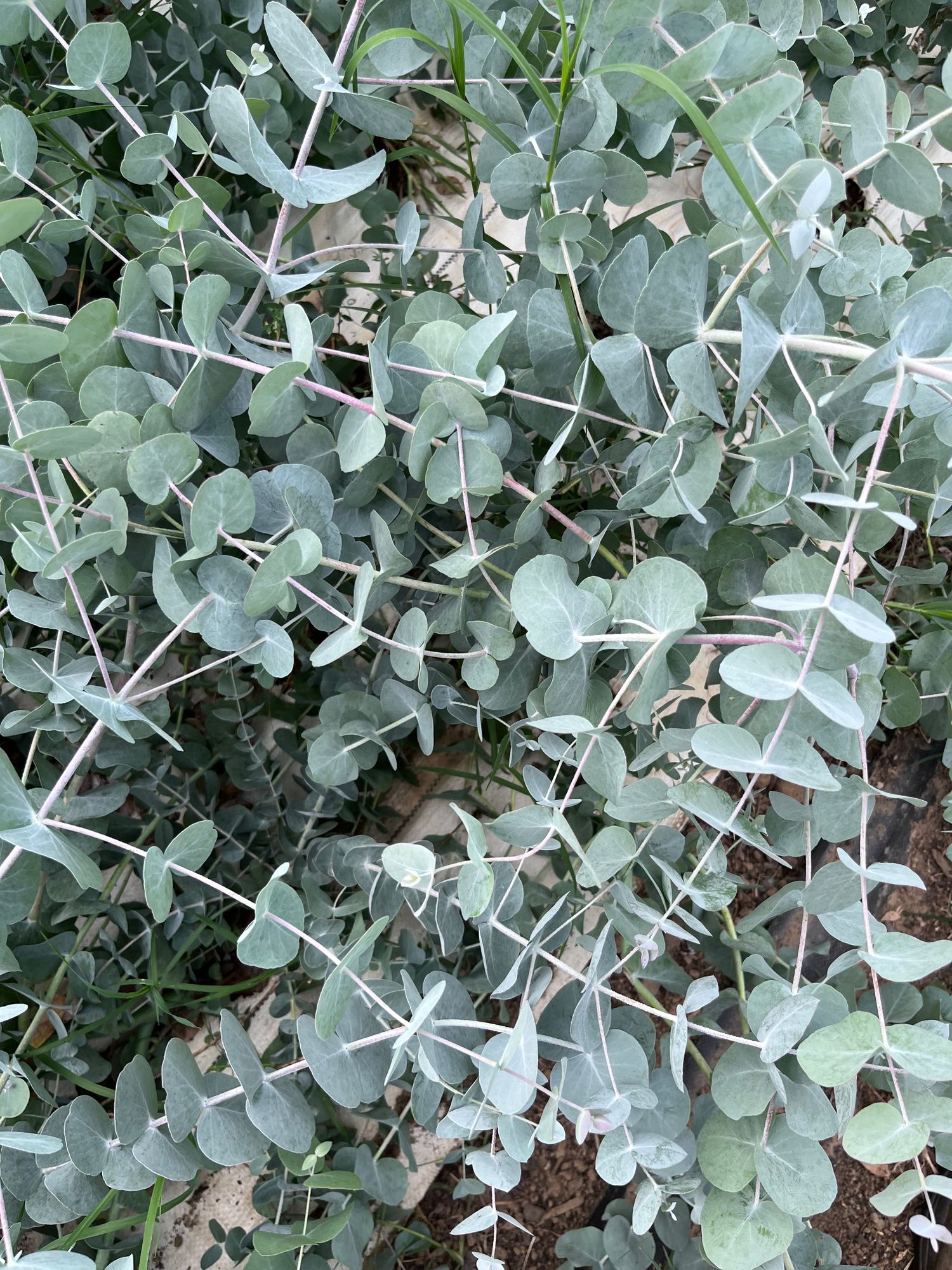 EUCALYPTUS pulverulenta Baby Dwarf Florist Blue
