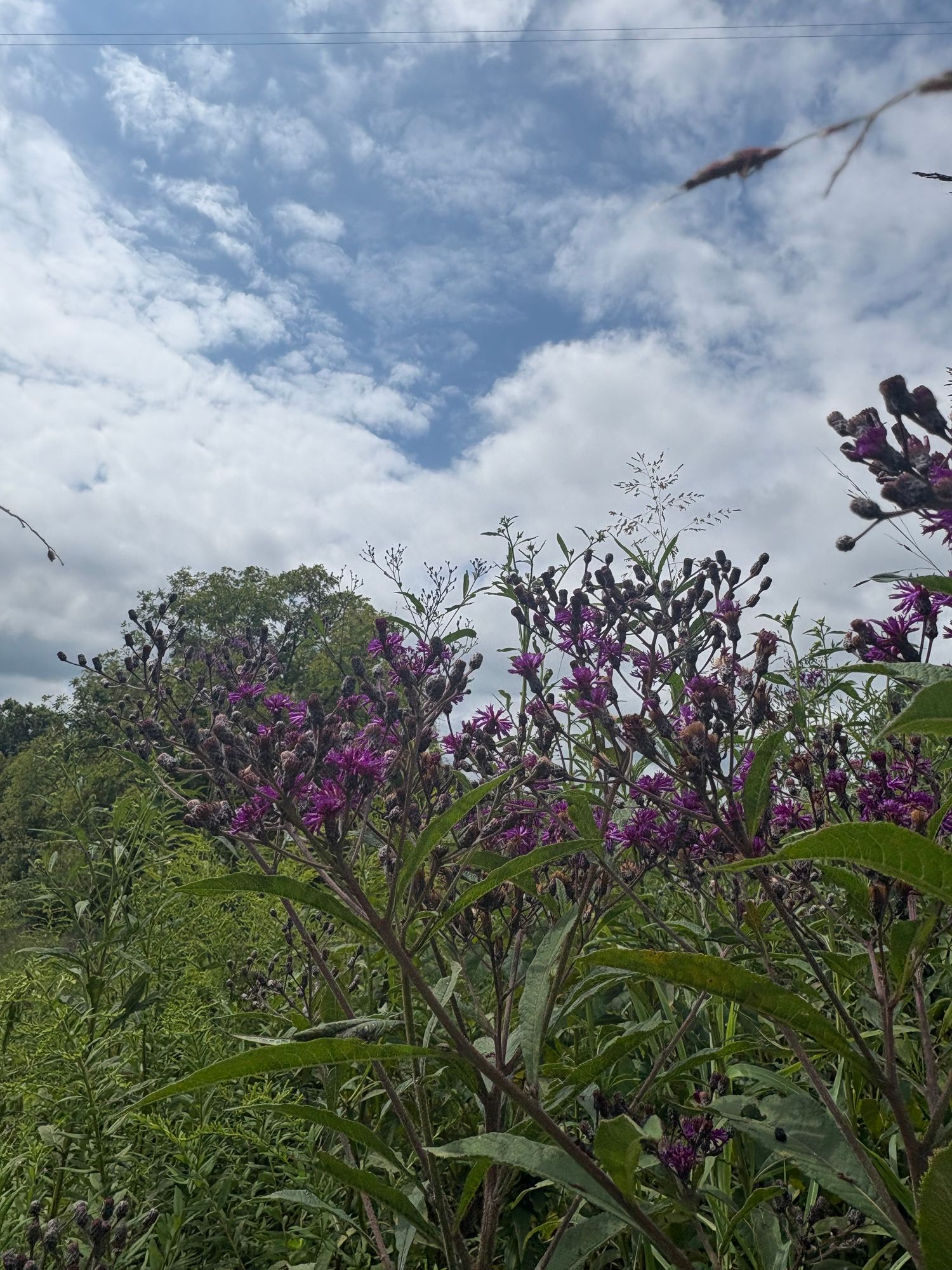 VERNONIA flaccidifolia