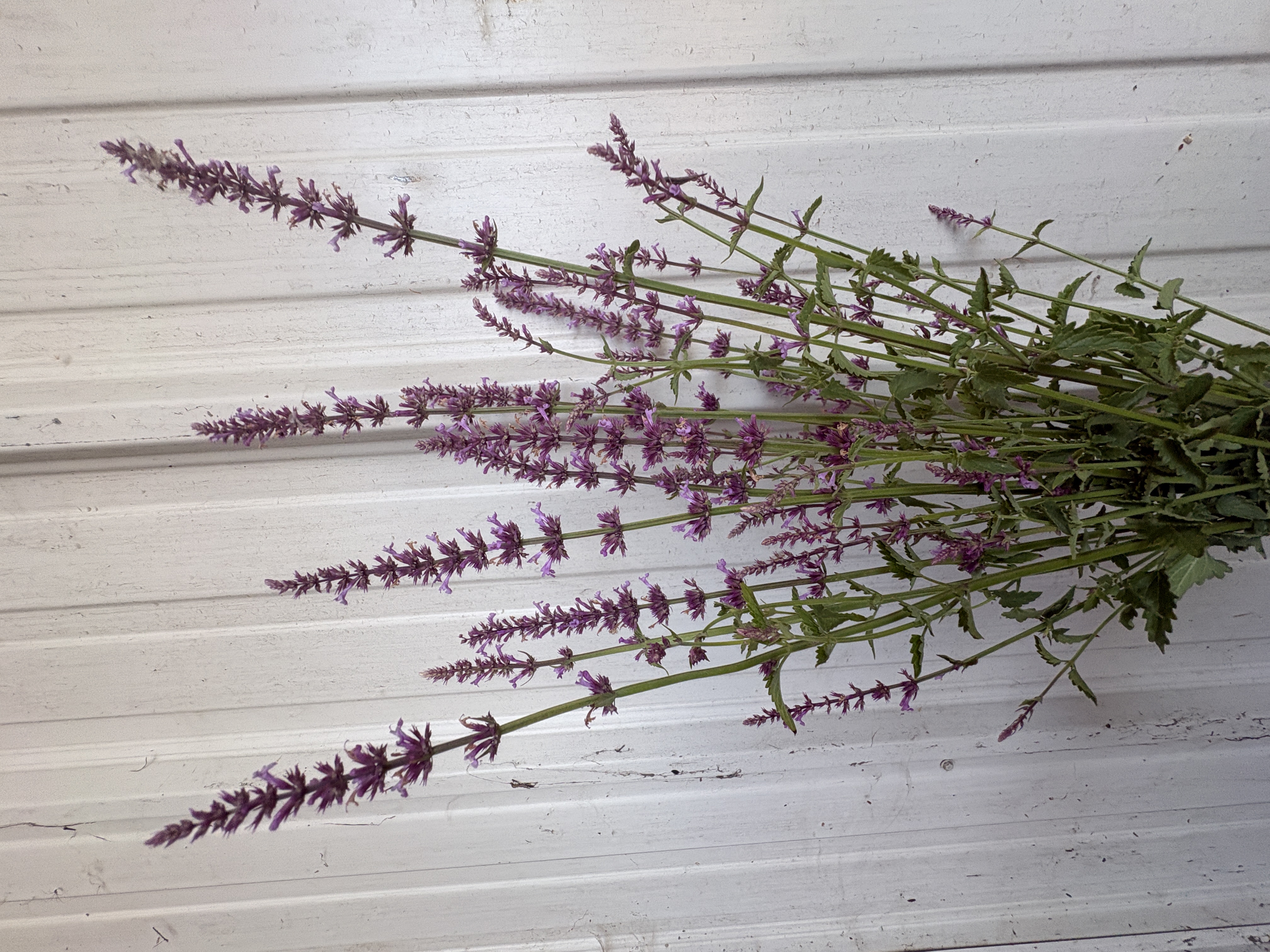 AGASTACHE aurantiaca