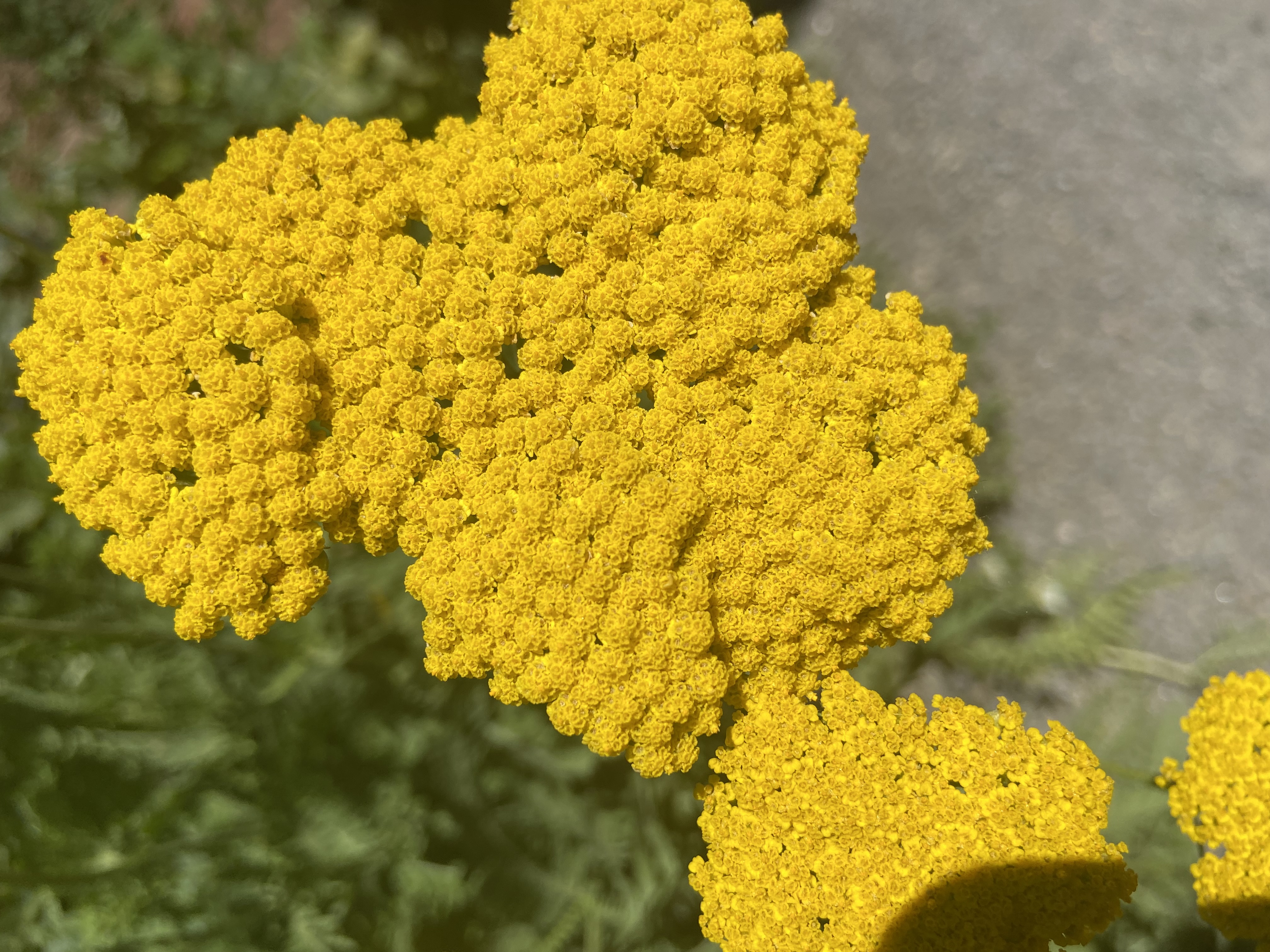 ACHILLEA clypeolata x 'Taygetea' Moonshine