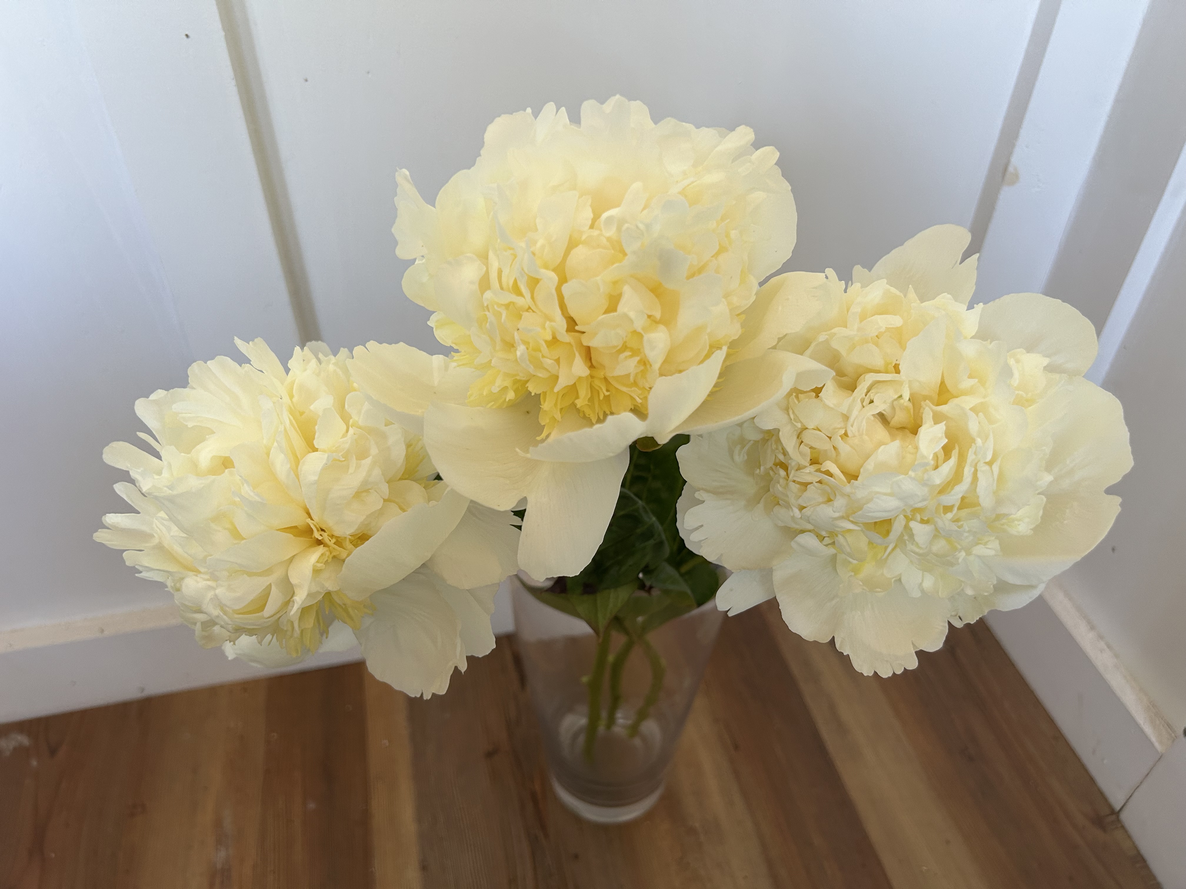 PAEONIA