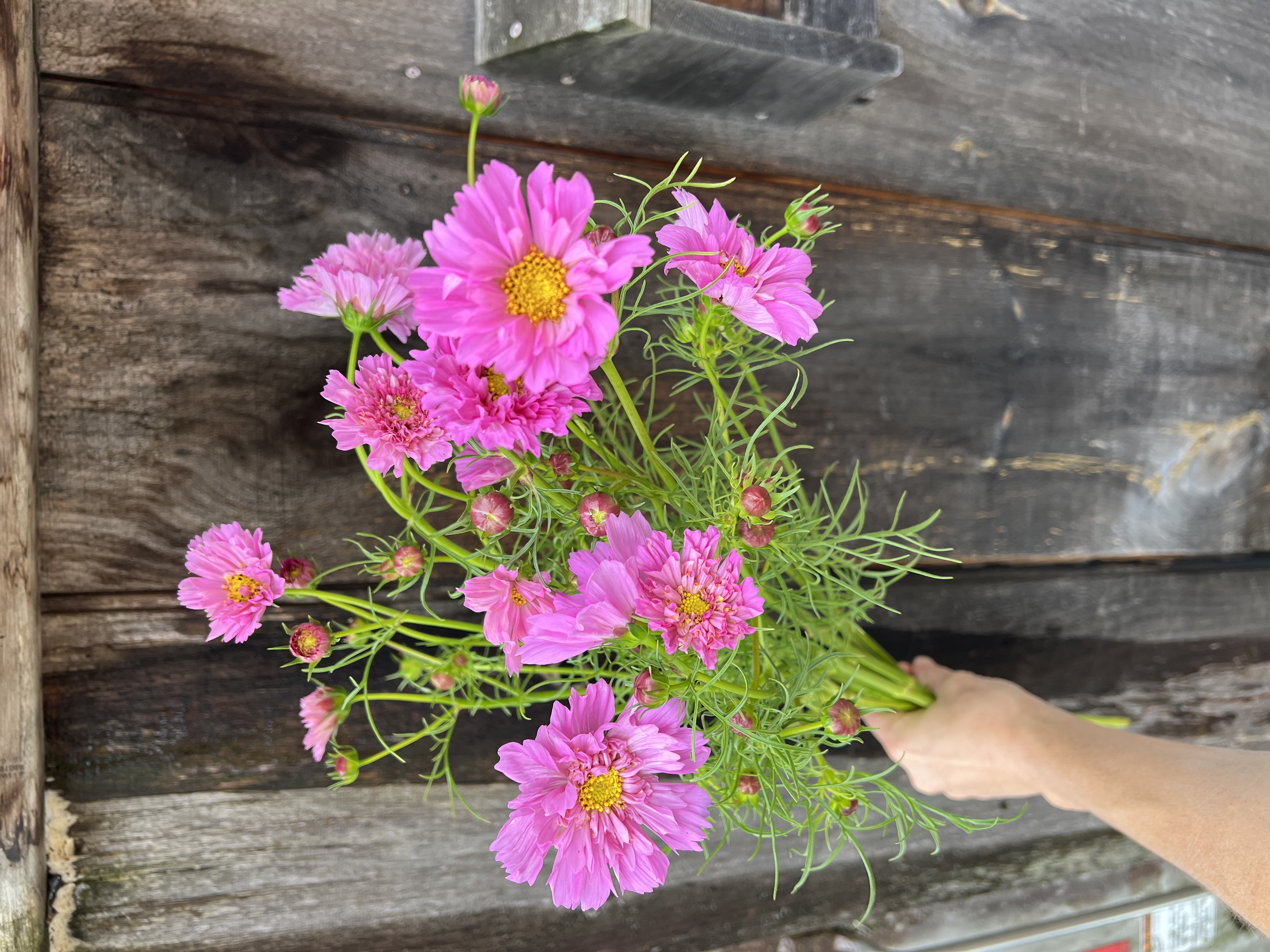 COSMOS bipinnatus Double Click Rose Bon Bon
