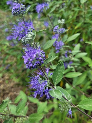 CARYOPTERIS x clandonensis Longwood Blue