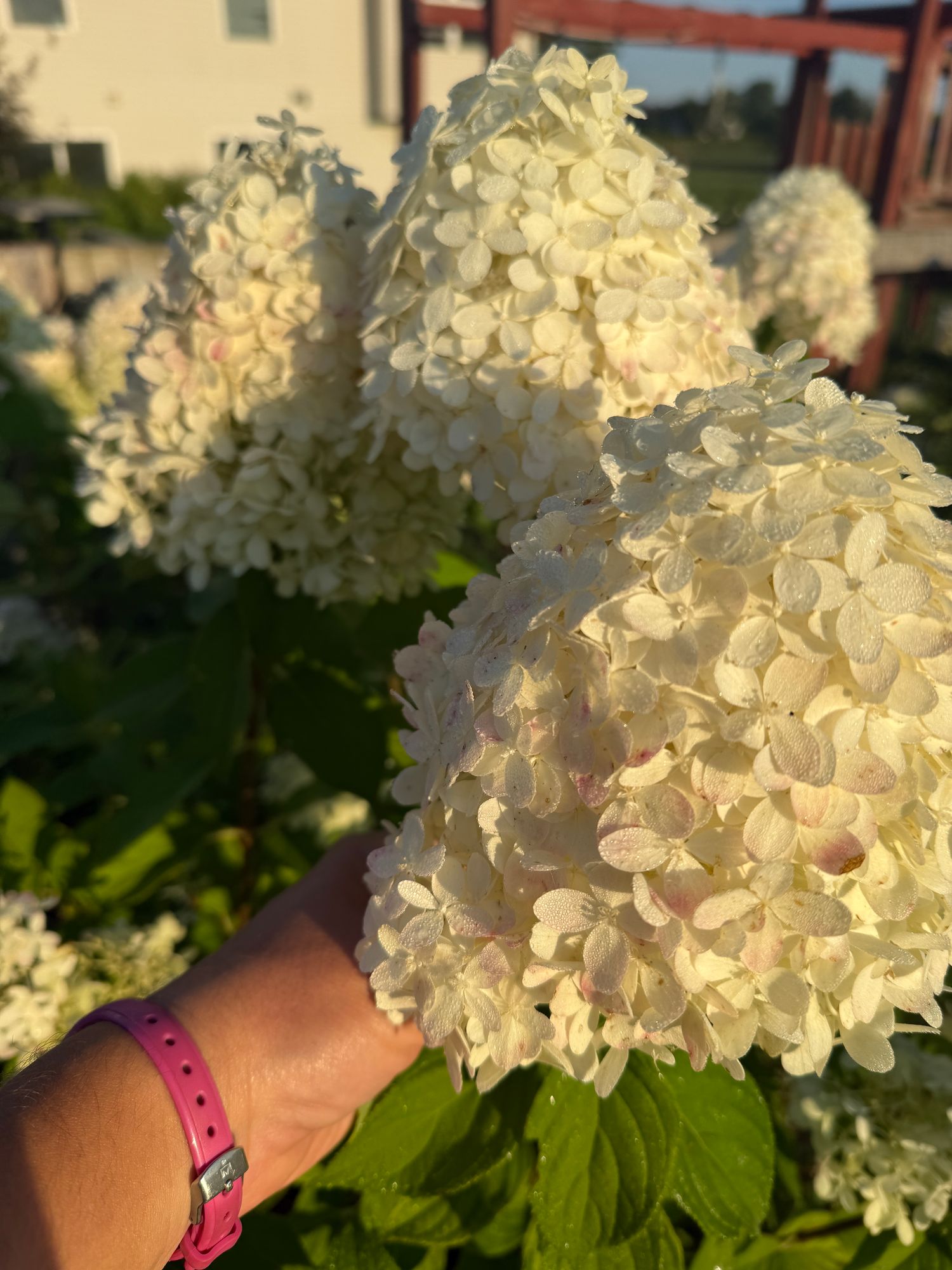 HYDRANGEA paniculata Limelight