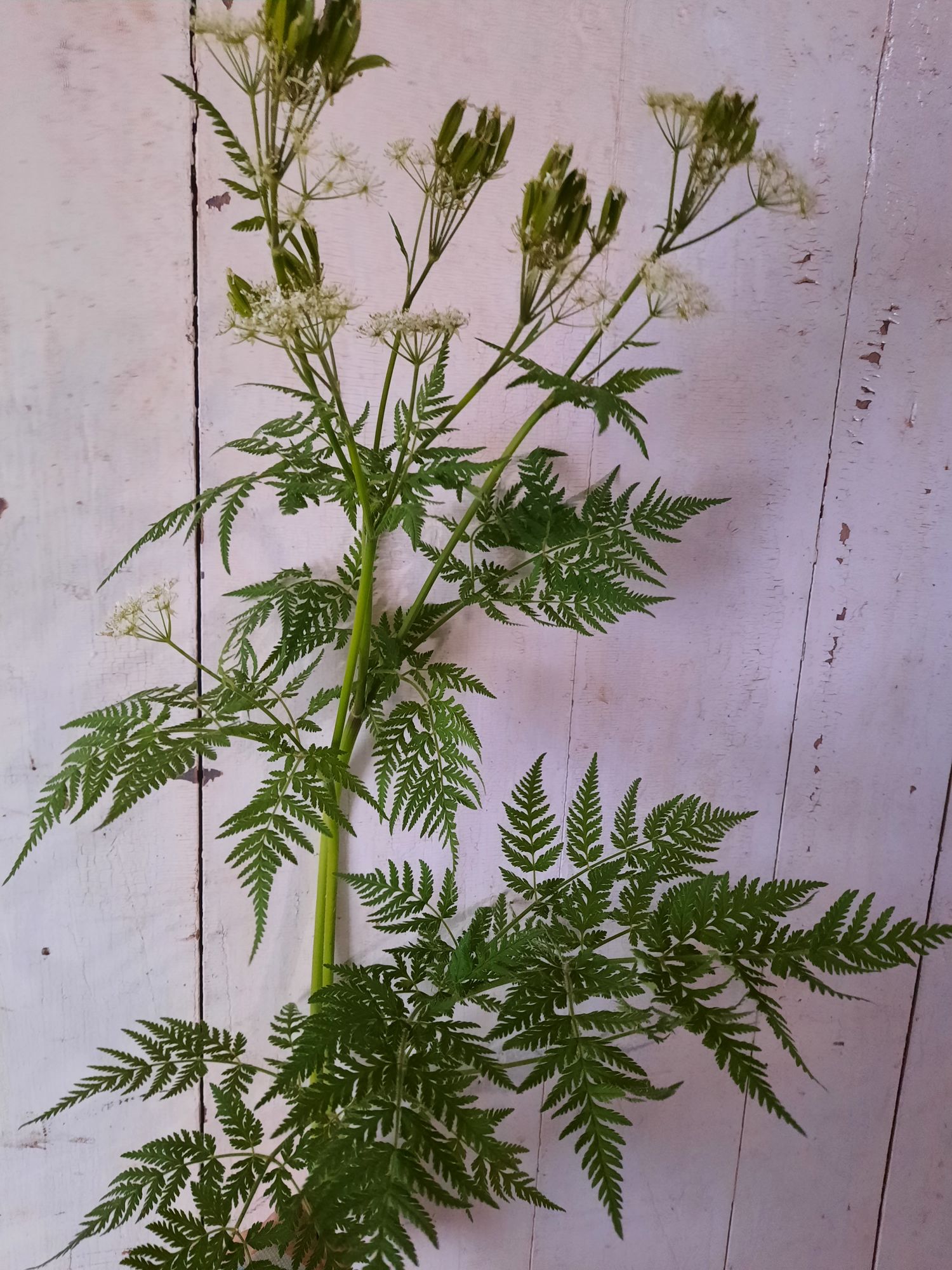 MYRRHIS odorata