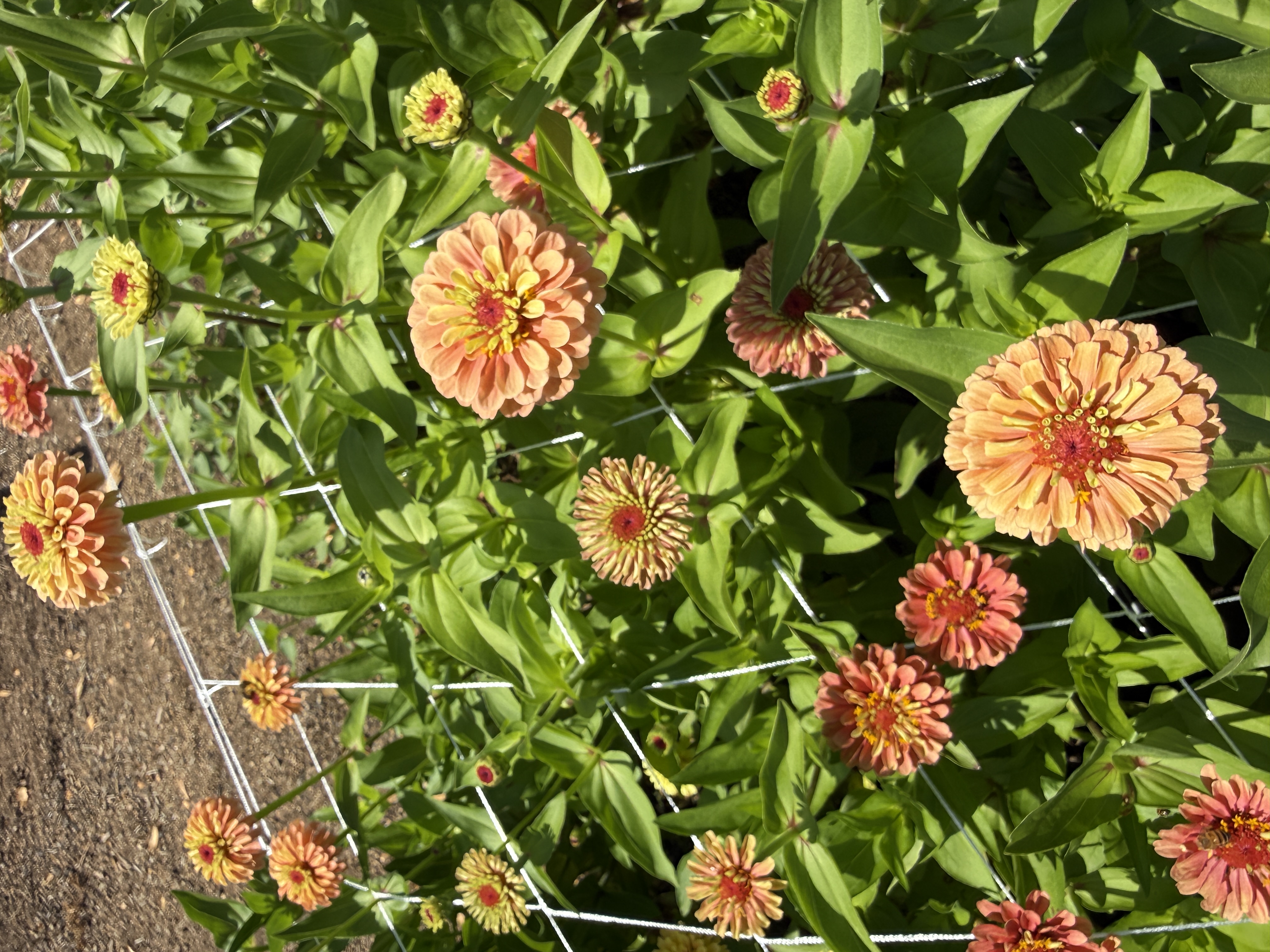 ZINNIA elegans Queeny Lime Orange