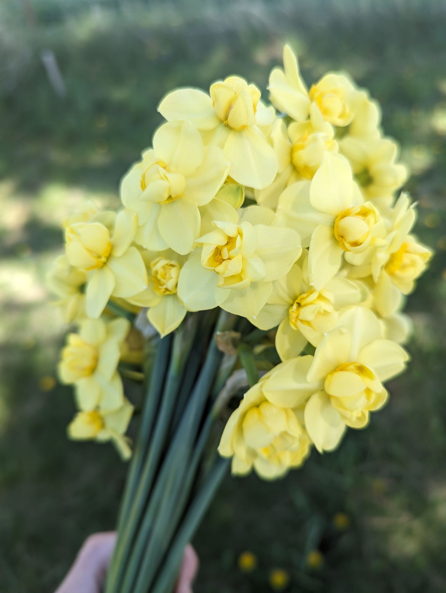 NARCISSUS Cheerfulness