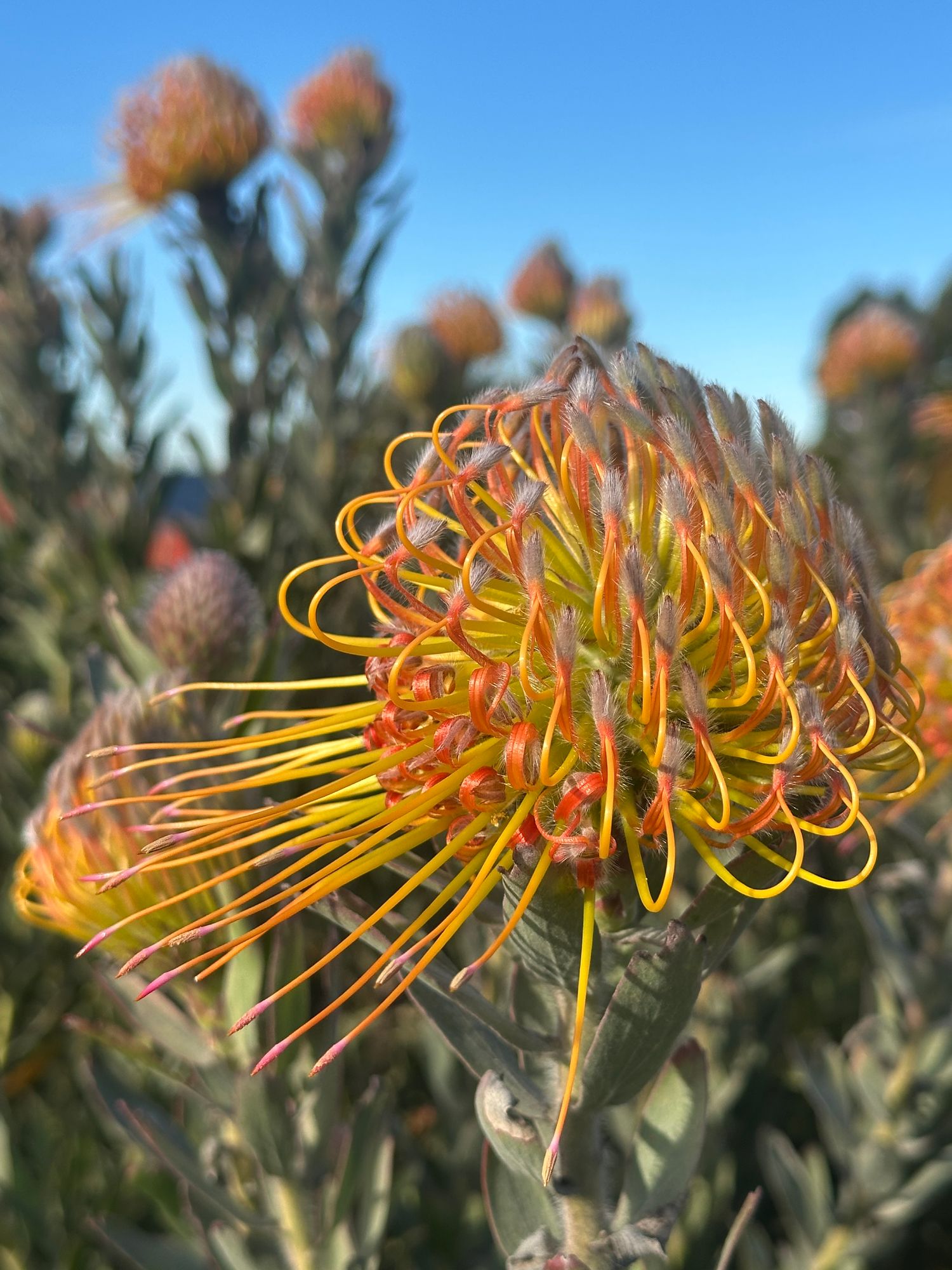 LEUCOSPERMUM x Brandi Dela Cruz