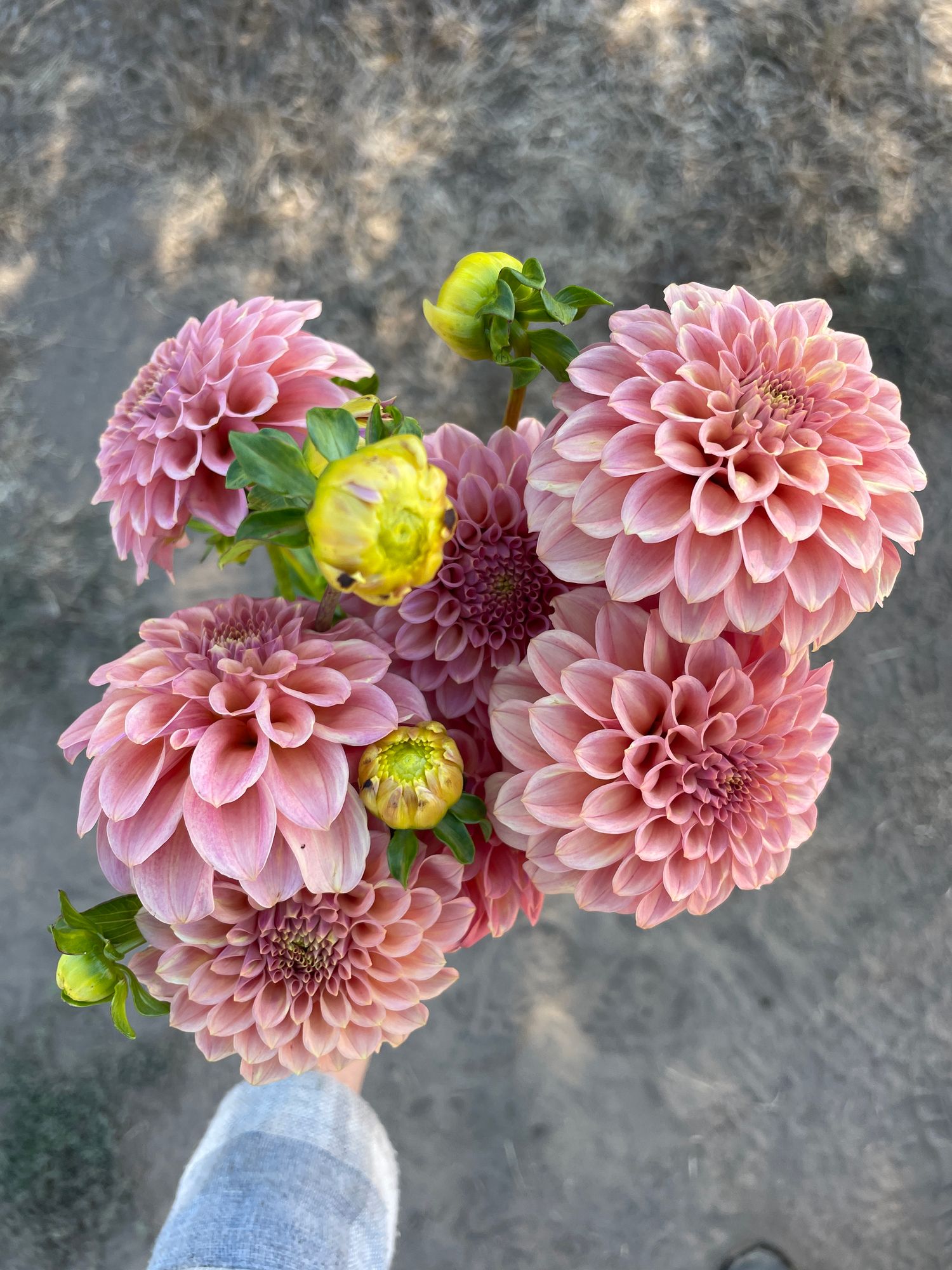 DAHLIA Rock Run Ashley